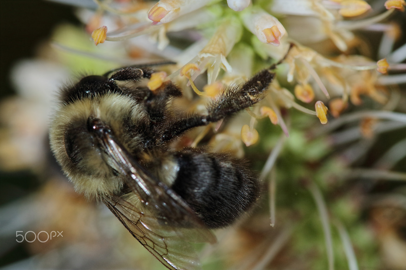 Canon EOS 760D (EOS Rebel T6s / EOS 8000D) sample photo. Bee 2016 - 2 photography