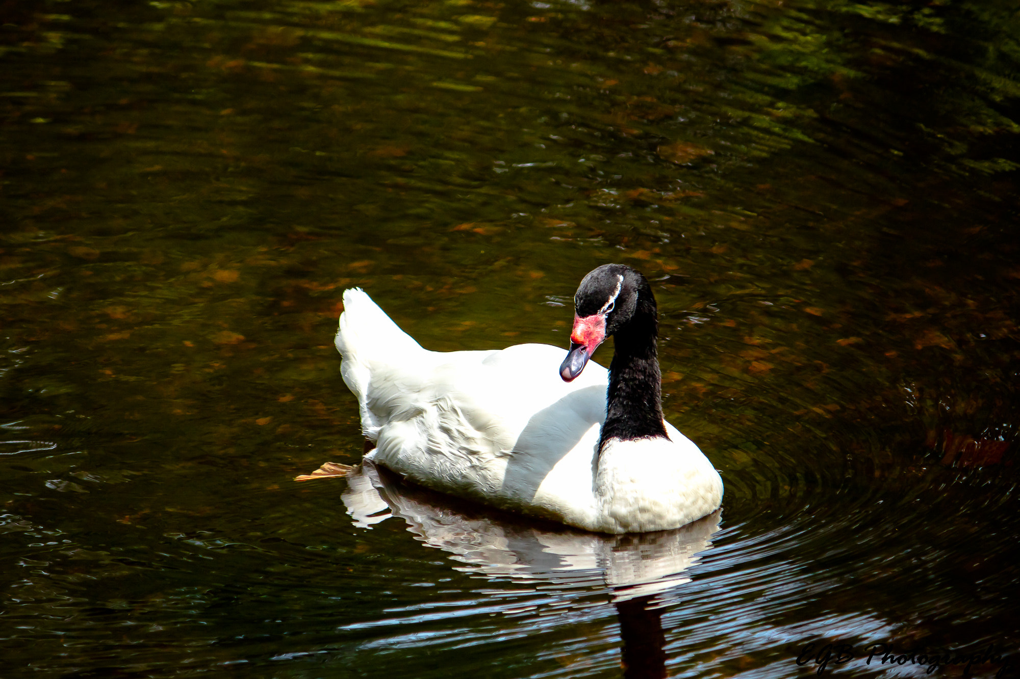 Canon EF-S 55-250mm F4-5.6 IS sample photo. Going for a swim photography