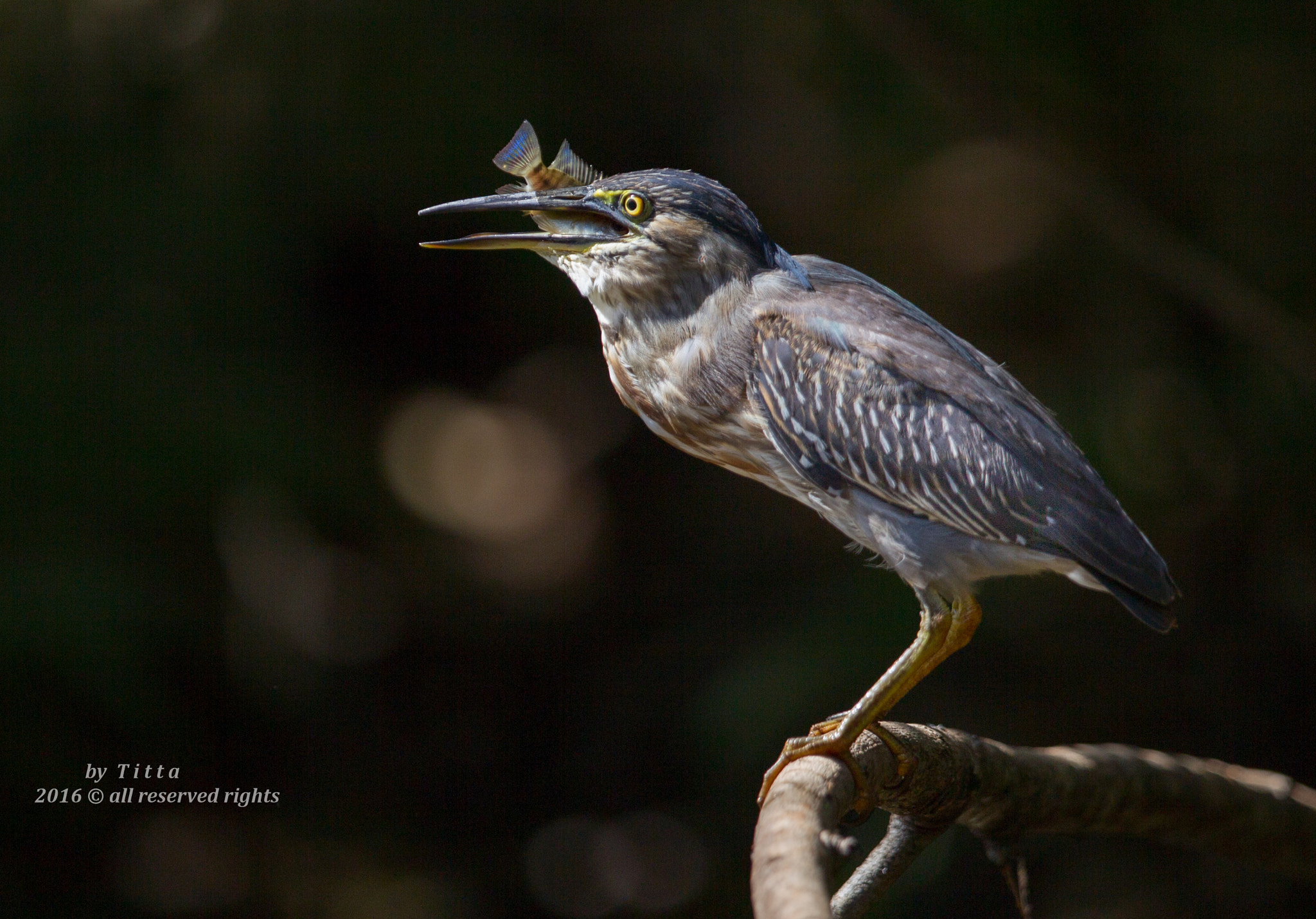 Canon EF 400mm F2.8L IS USM sample photo. Hora do lanche. photography