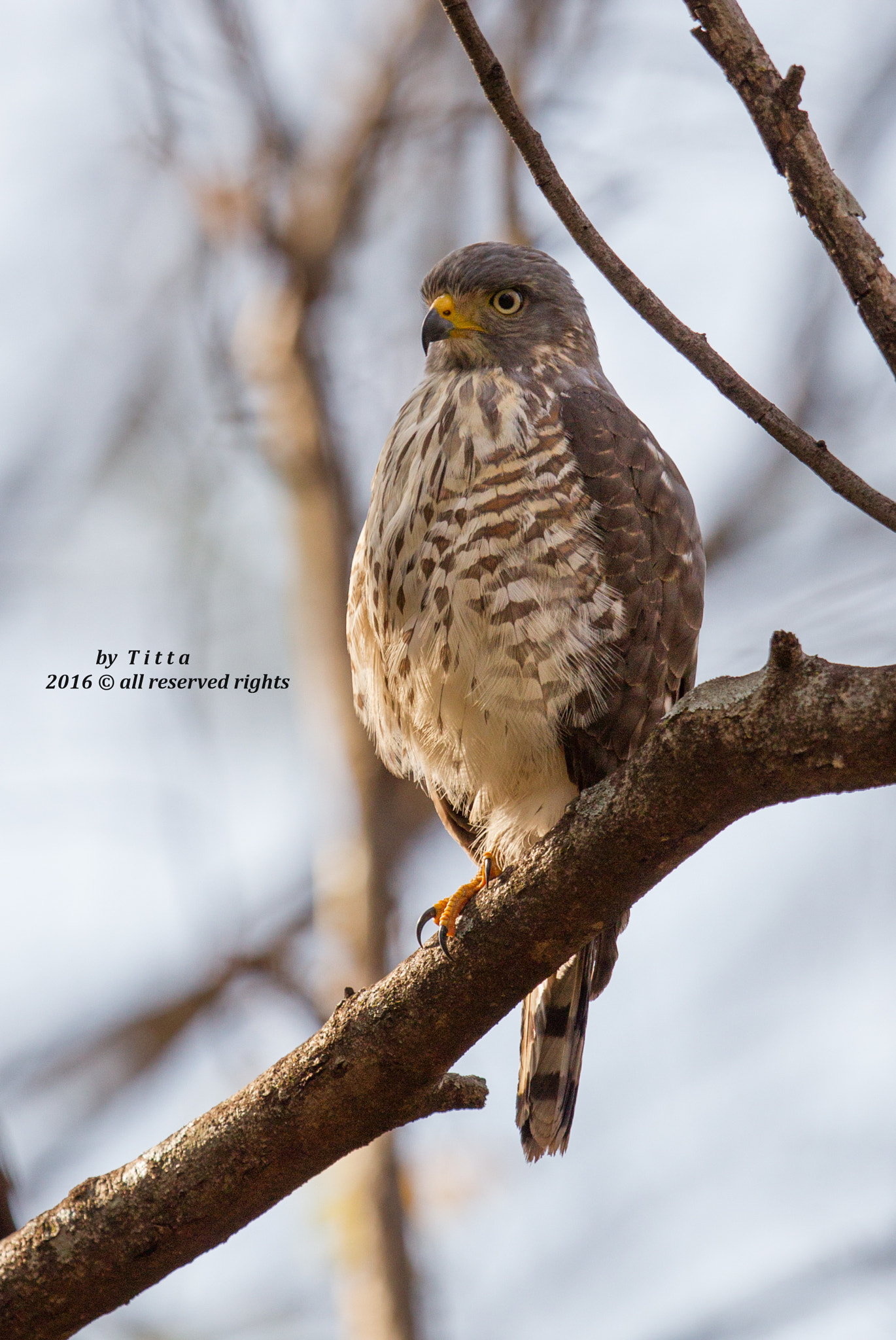 Canon EF 400mm F2.8L IS USM sample photo. _a5d0761.jpg photography