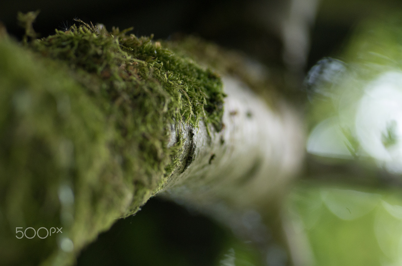 Pentax smc D-FA 100mm F2.8 Macro WR sample photo. Tree close up photography