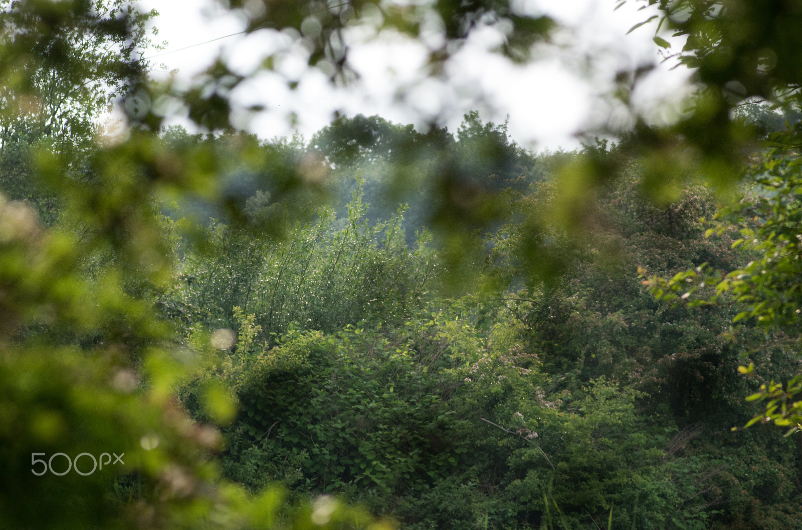 Pentax smc D-FA 100mm F2.8 Macro WR sample photo. Through the trees photography