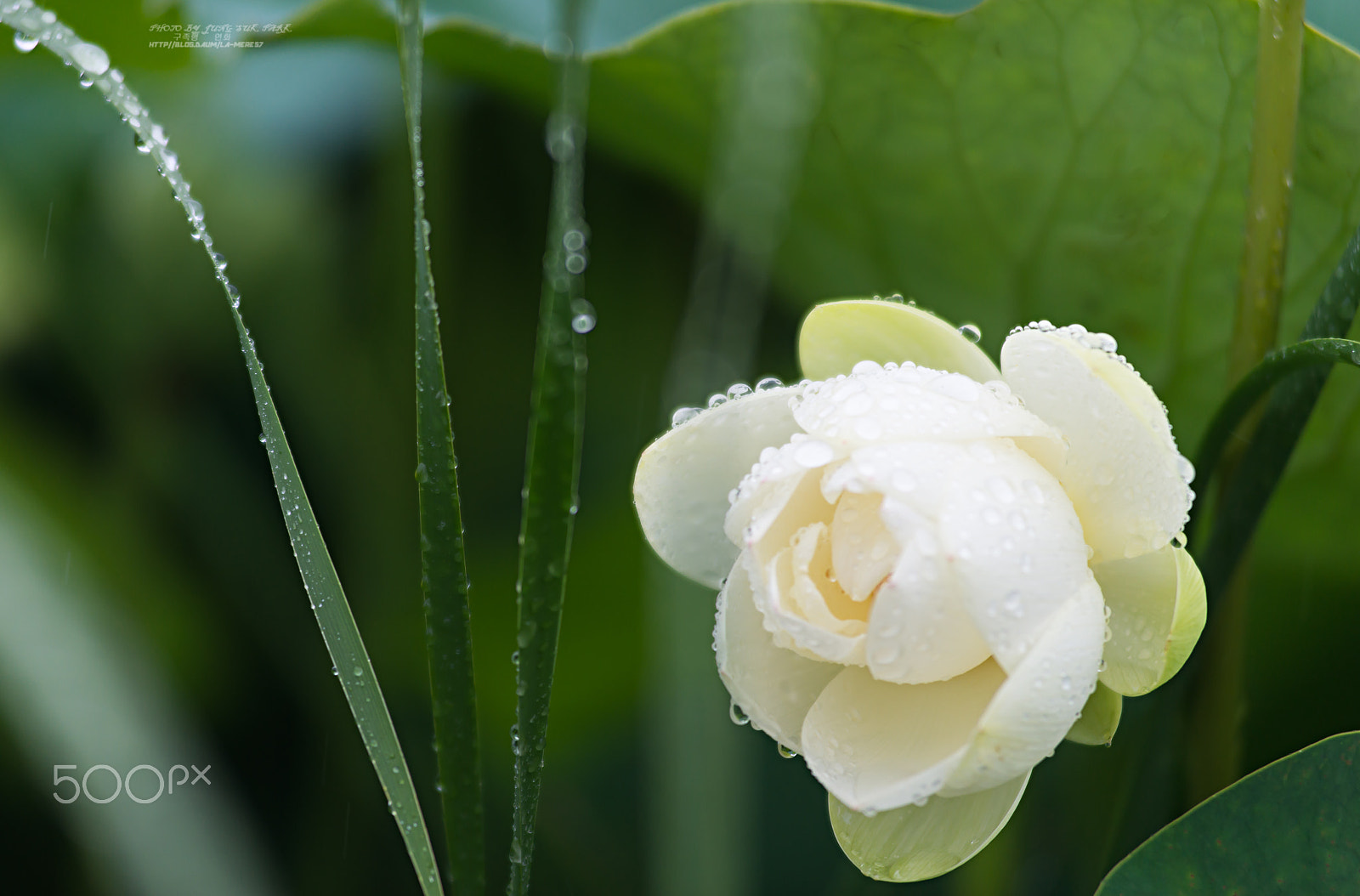 Nikon AF-Nikkor 80-200mm F2.8D ED sample photo. 비 오는날   rainy day photography