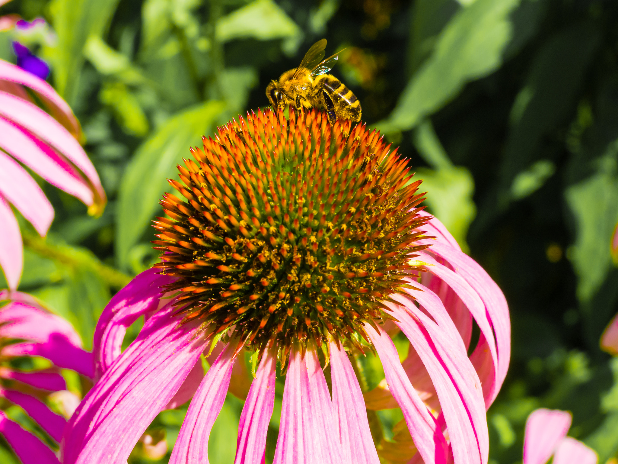 Olympus OM-D E-M10 + Olympus M.Zuiko Digital 25mm F1.8 sample photo. Bee at work photography