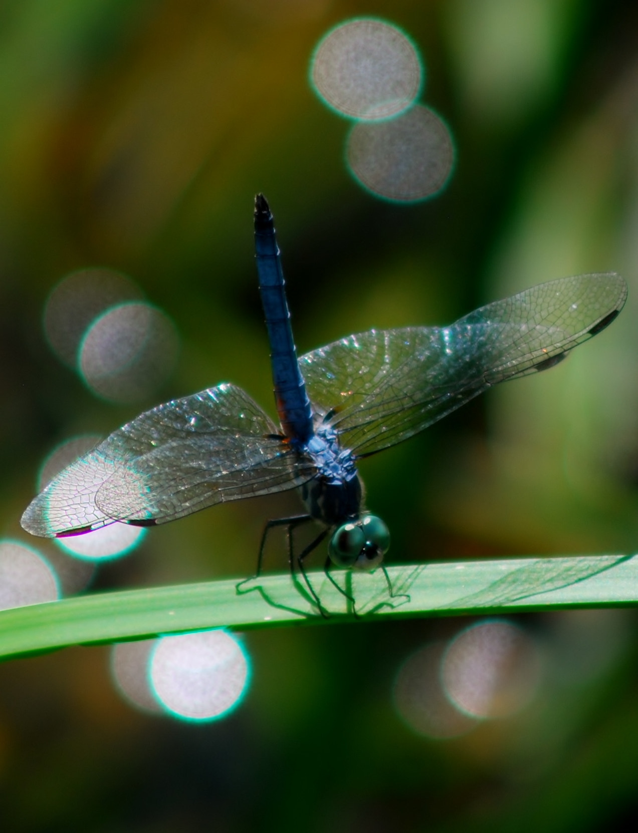 AF Zoom-Nikkor 75-300mm f/4.5-5.6 sample photo. Eyes of the dragon photography