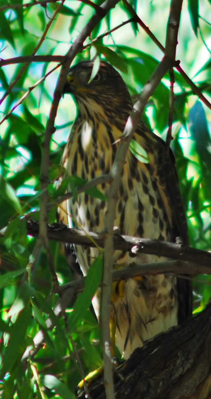 AF Zoom-Nikkor 75-300mm f/4.5-5.6 sample photo. Hiding from the heat photography