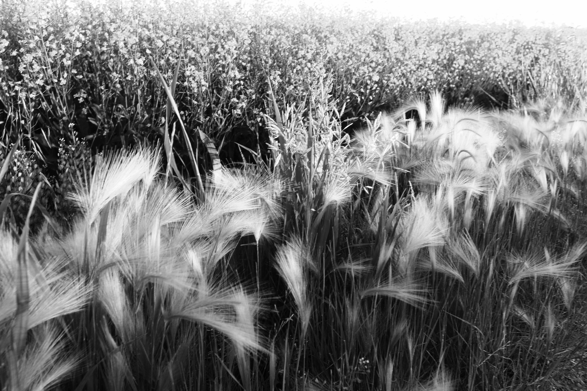 Canon 11-20mm sample photo. Edge of the field photography