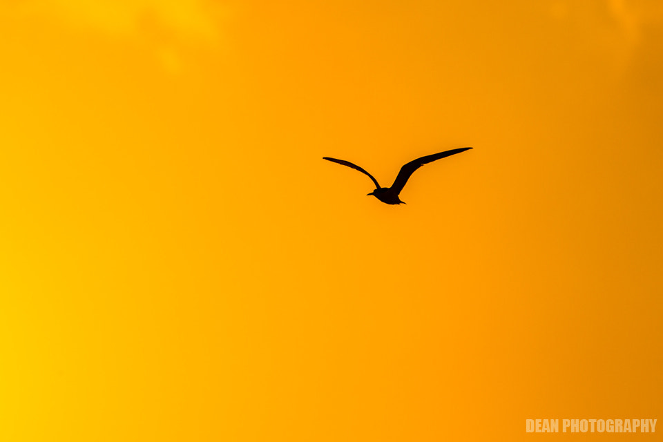 Canon EOS-1D Mark IV sample photo. Sunset photography