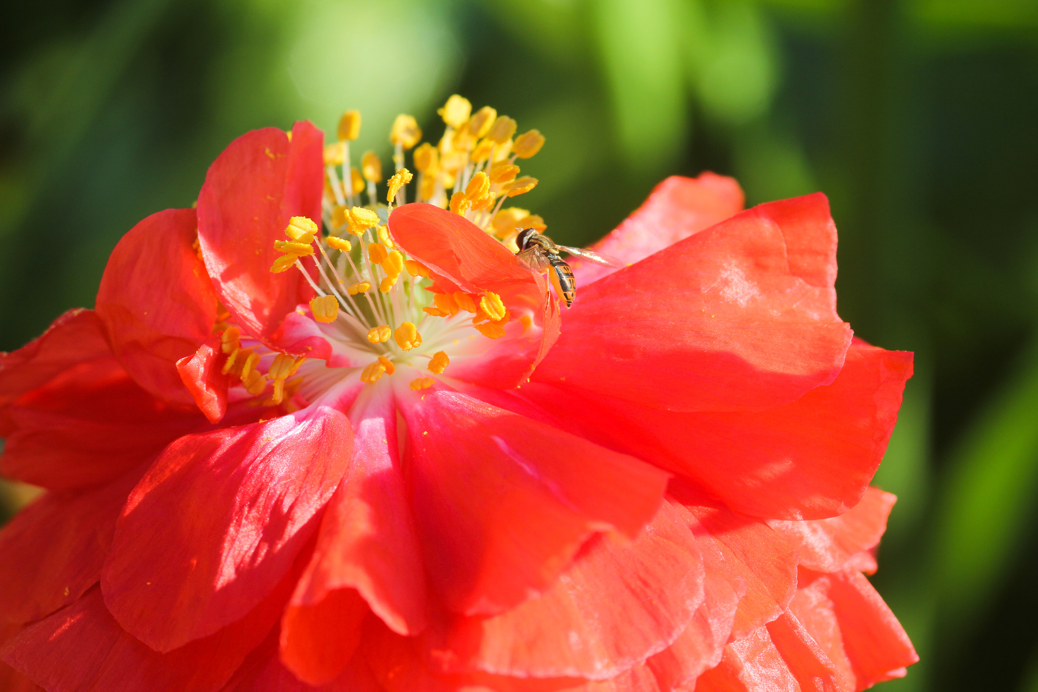 Sigma 105mm F2.8 EX DG Macro sample photo. So peaceful - si paisible photography