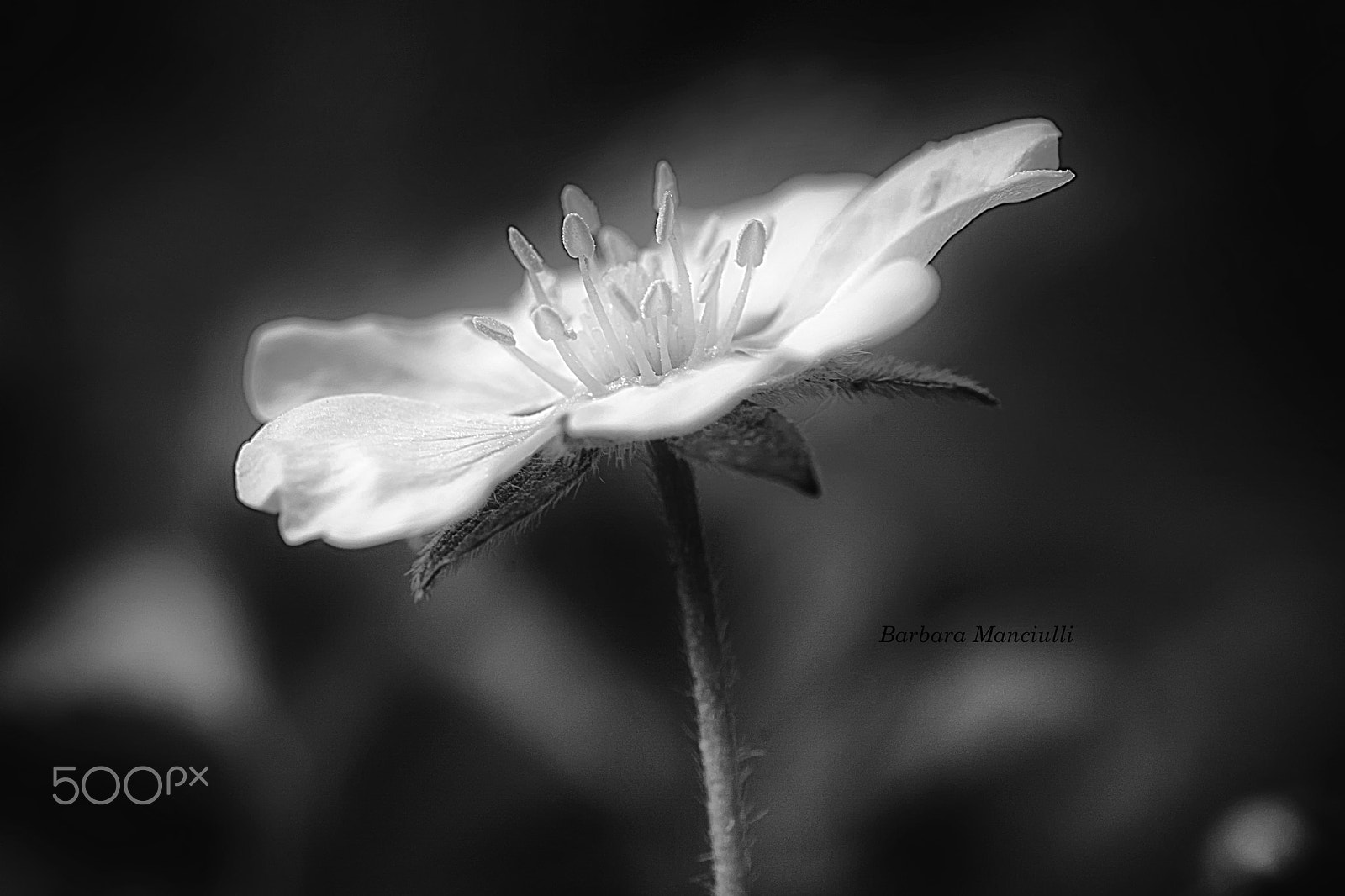 Sigma 150mm F2.8 EX DG OS Macro HSM sample photo. Ti regalo la luce photography