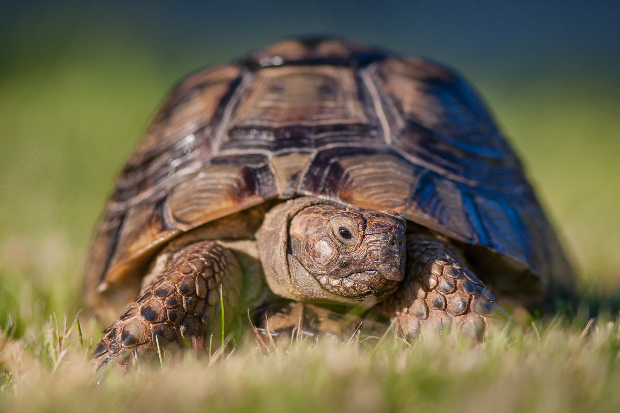 Canon EOS 40D + Canon EF 300mm F4L IS USM sample photo. Mediterranean spur thighed tortoise photography