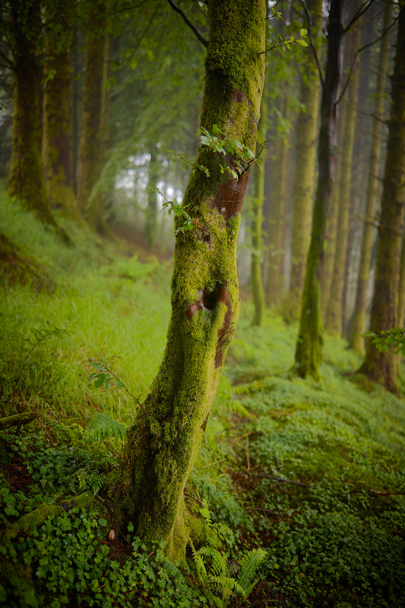 Schneider LS 55mm f/2.8 sample photo. Ballagh isheen ireland photography