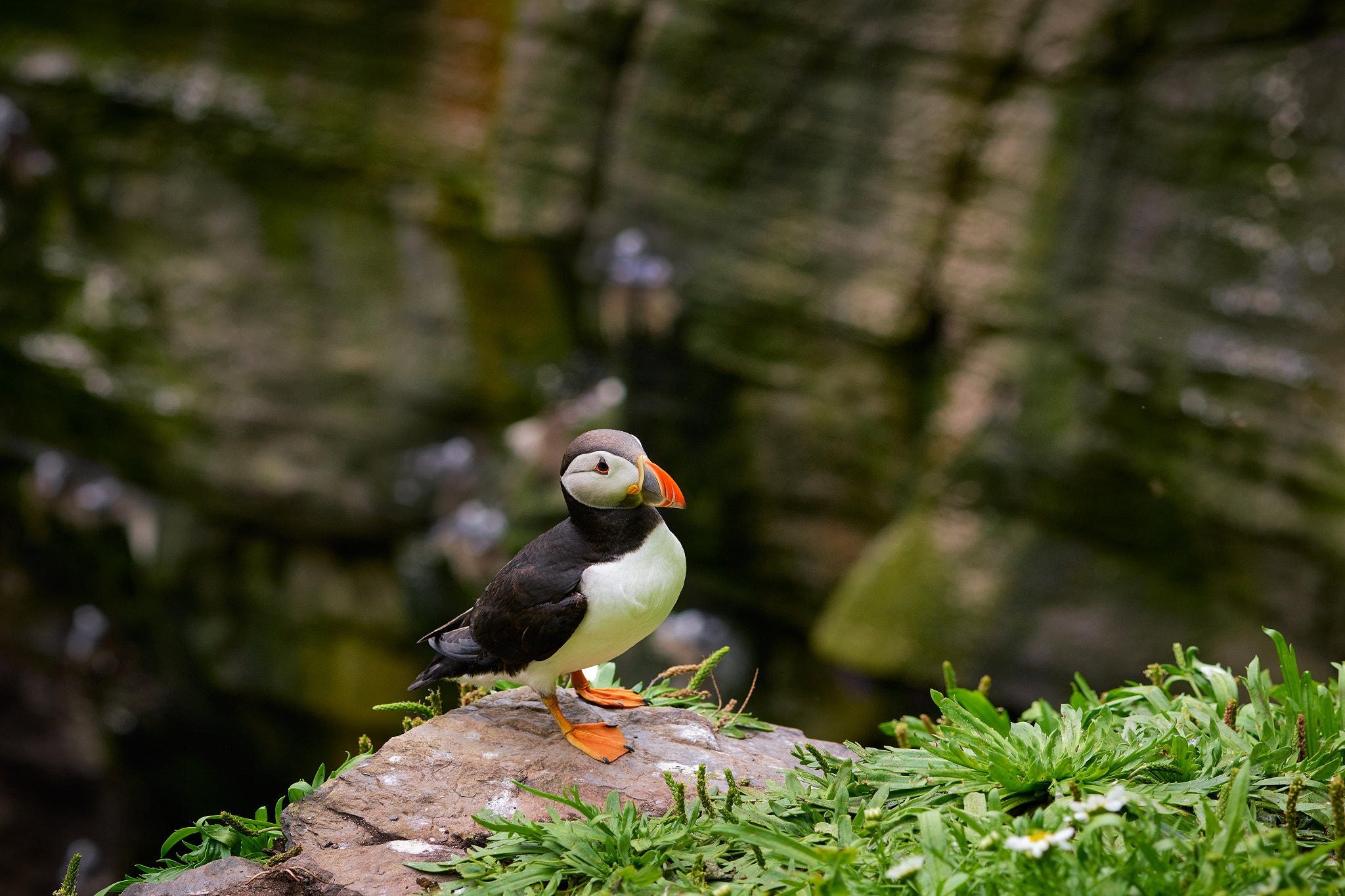 Schneider LS 75-150mm f/4.0-5.6 sample photo. Skellig michael puffin photography