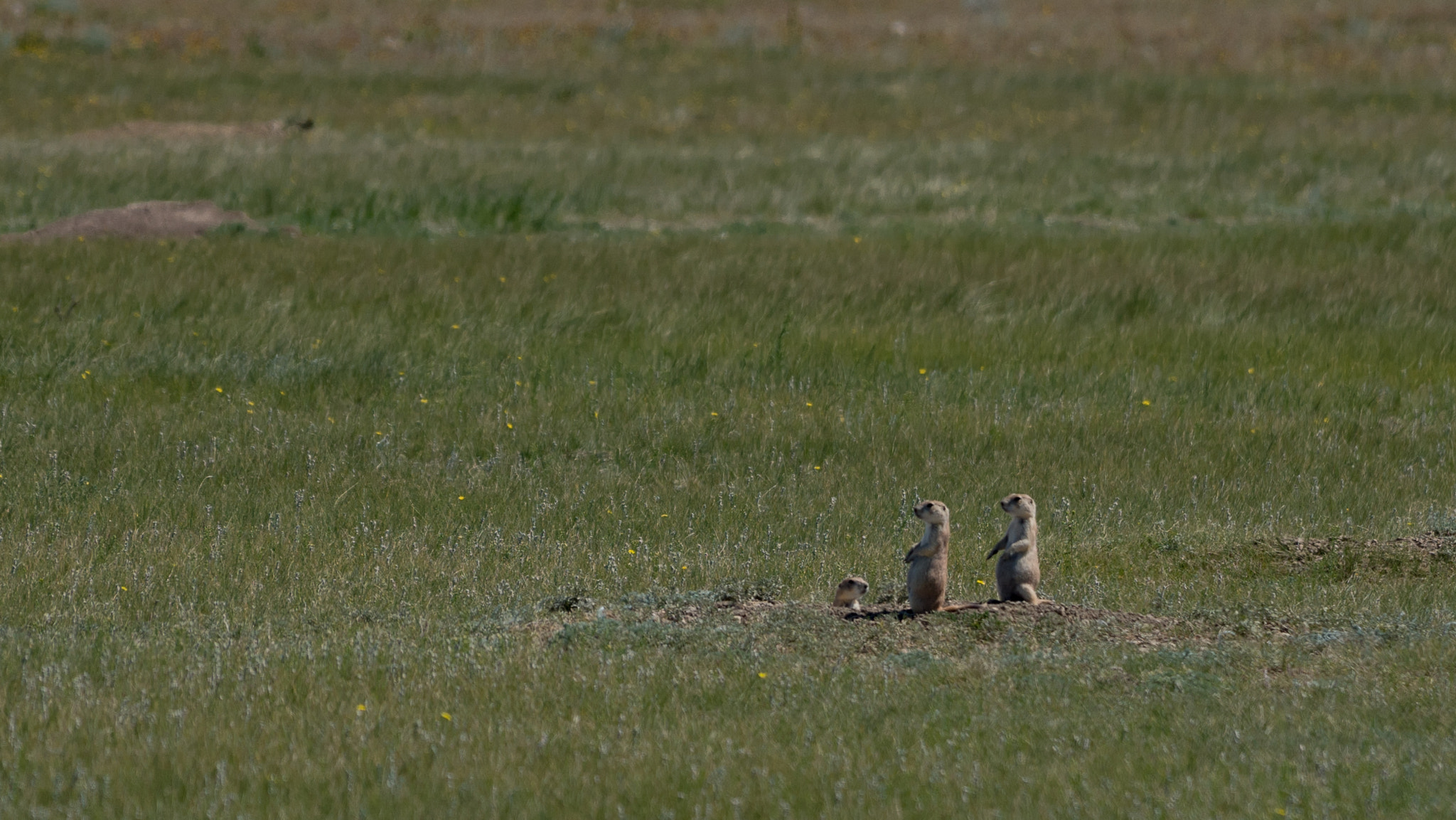 Sony a6300 + Sony FE 70-200mm F4 G OSS sample photo. Prairie dogs photography