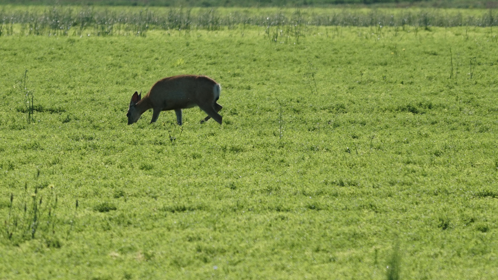 Sony a6300 + Sony FE 70-200mm F4 G OSS sample photo. Grazing deer photography