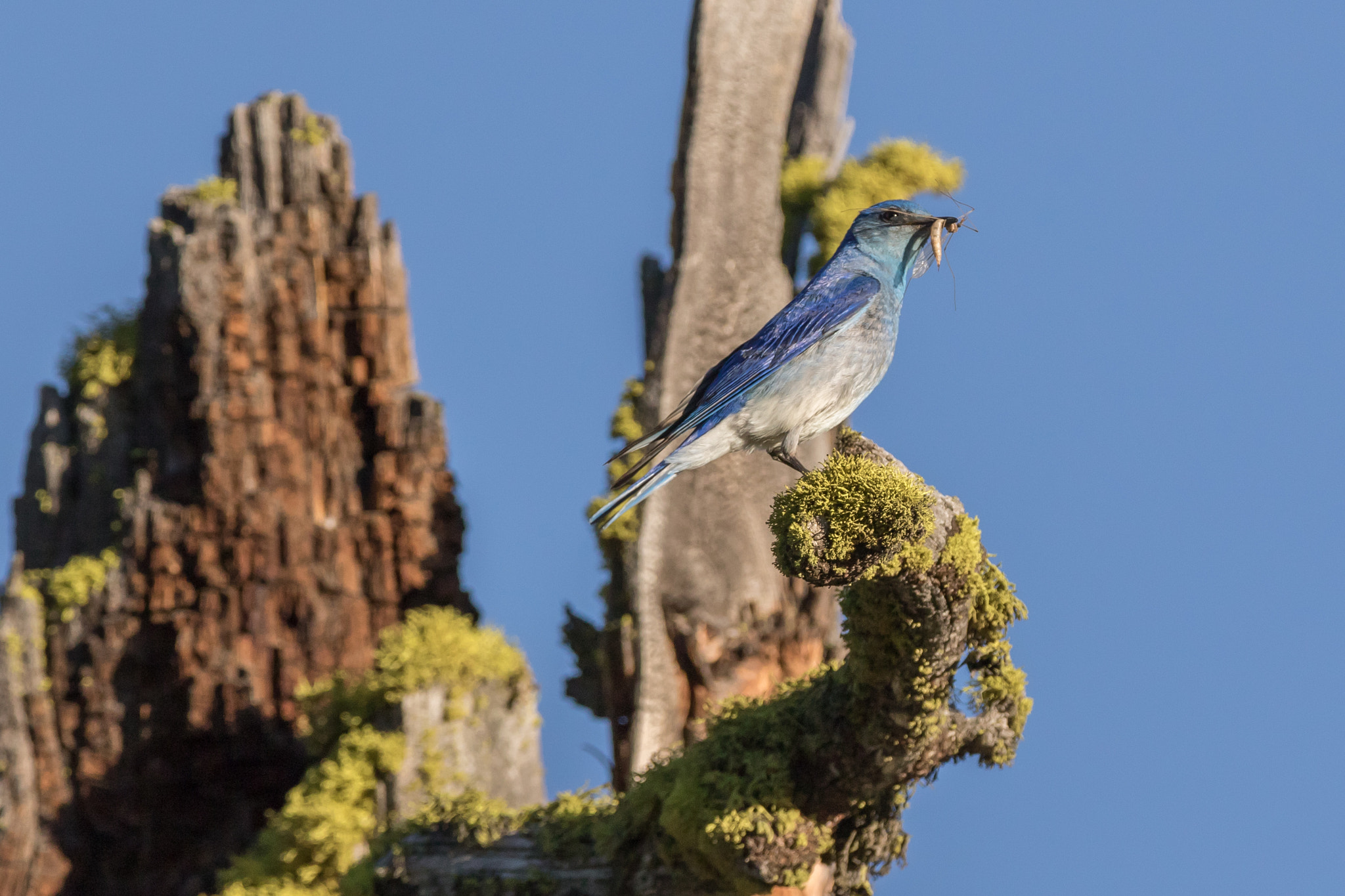 Canon EF 200-400mm F4L IS USM Extender 1.4x sample photo. Bluebird dinner photography