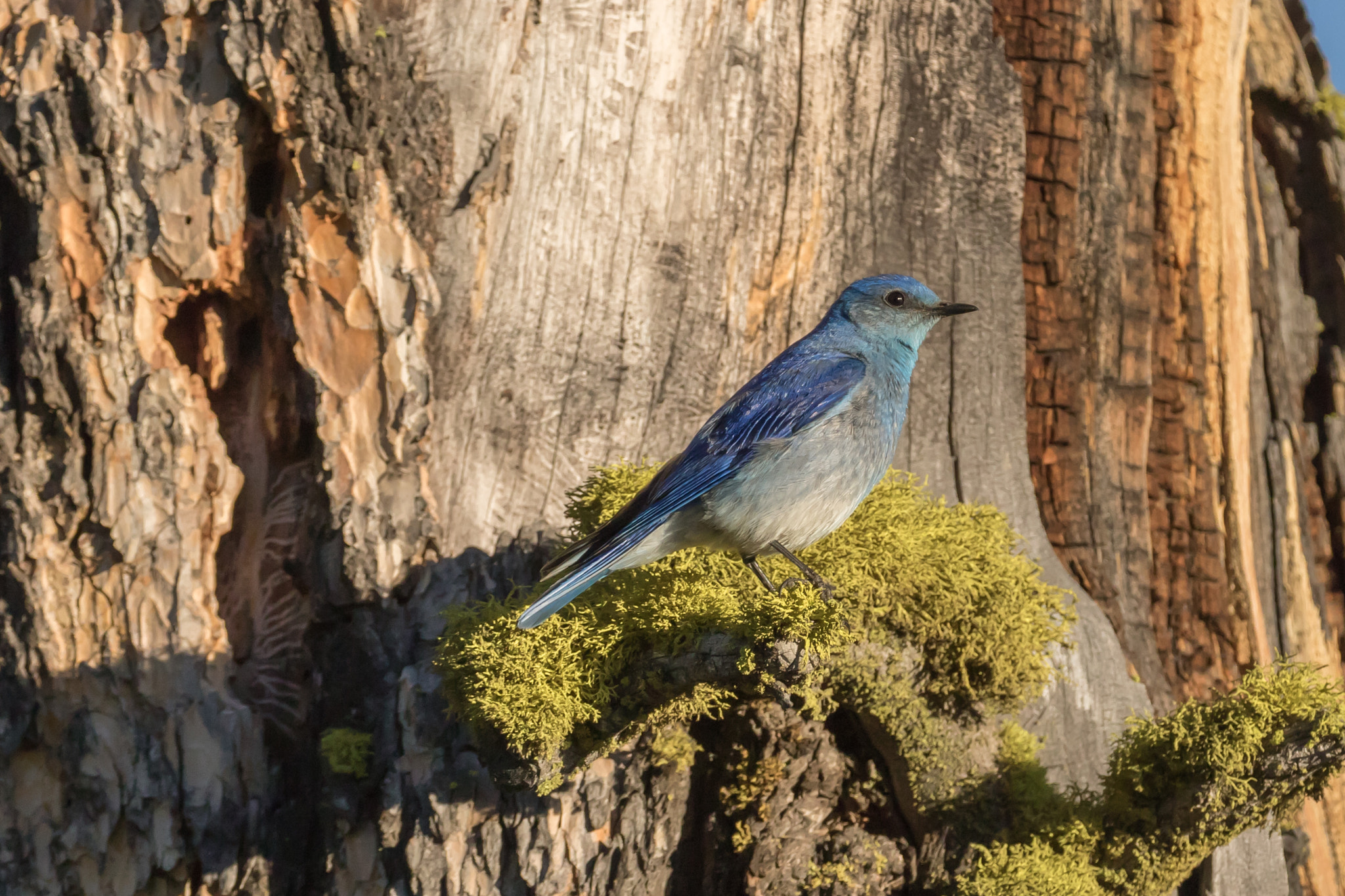 Canon EF 200-400mm F4L IS USM Extender 1.4x sample photo. Bluebird posing for the camera photography