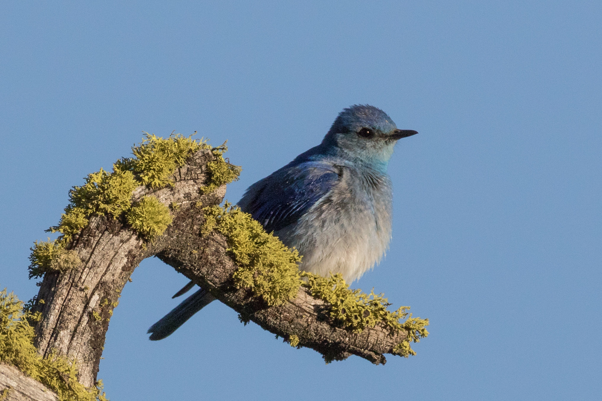 Canon EF 200-400mm F4L IS USM Extender 1.4x sample photo. Mountain bluebird photography