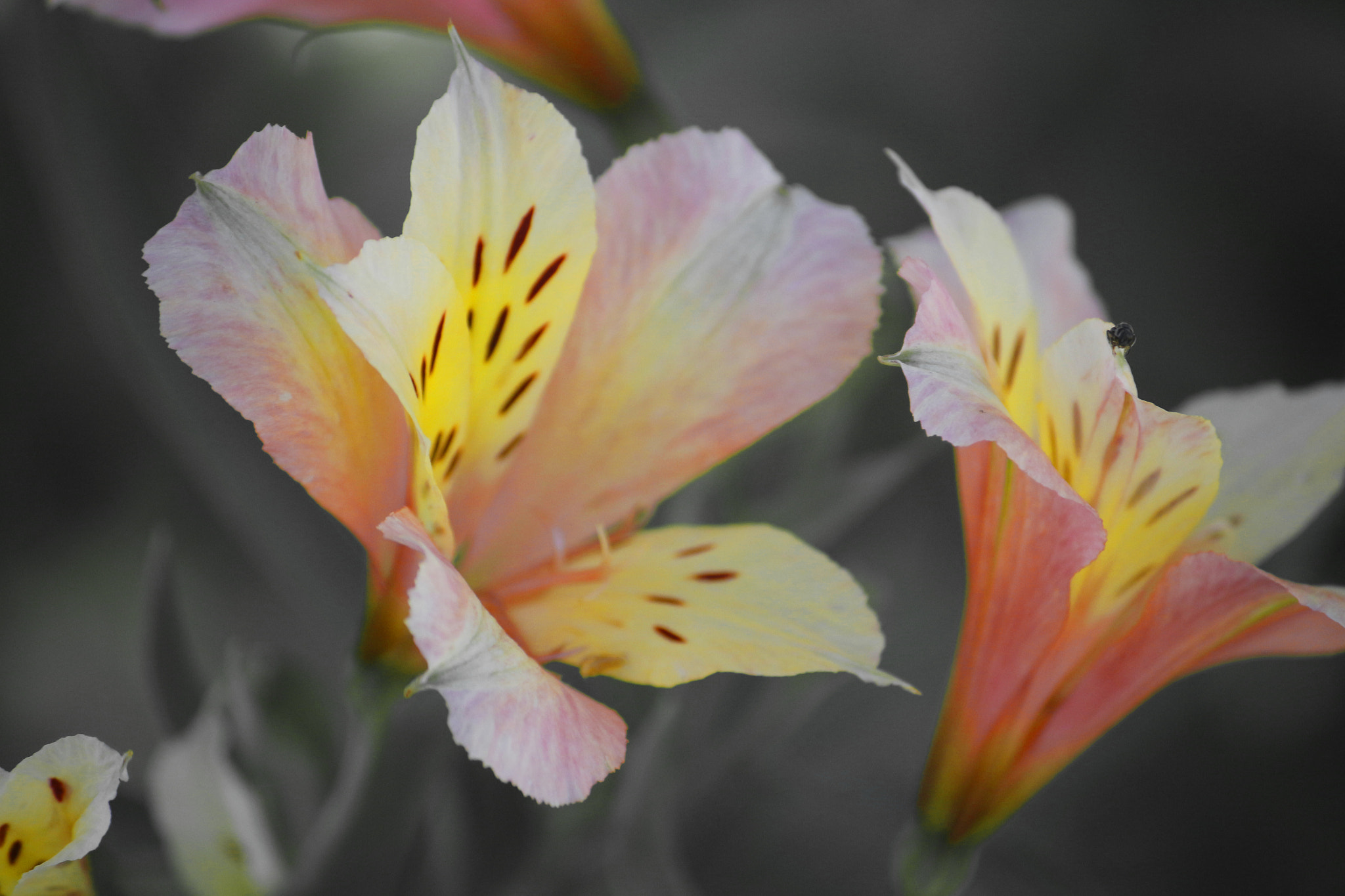 Canon EOS 100D (EOS Rebel SL1 / EOS Kiss X7) sample photo. The gift photography