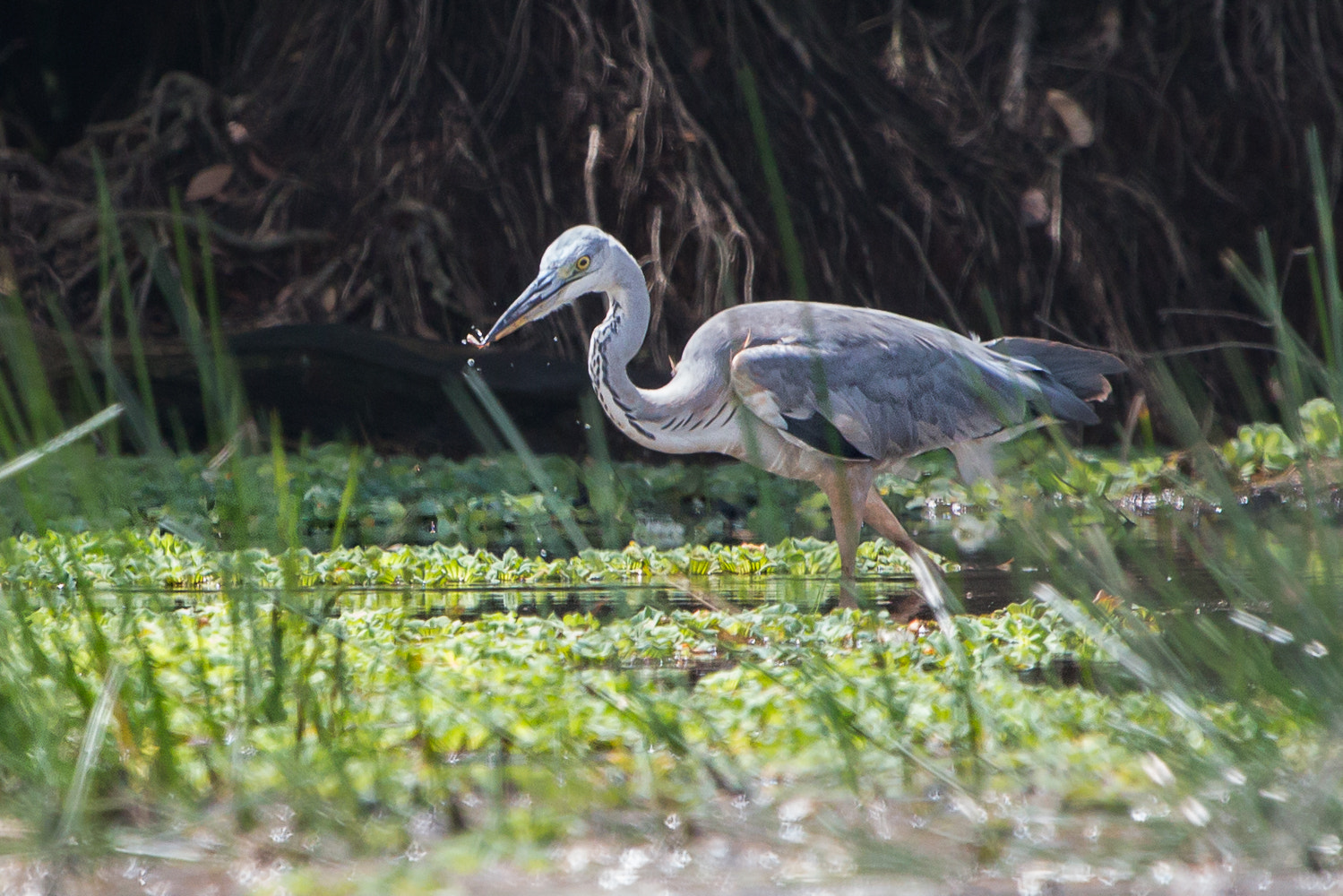 Canon EF 100-400mm F4.5-5.6L IS USM sample photo. Grey heron photography