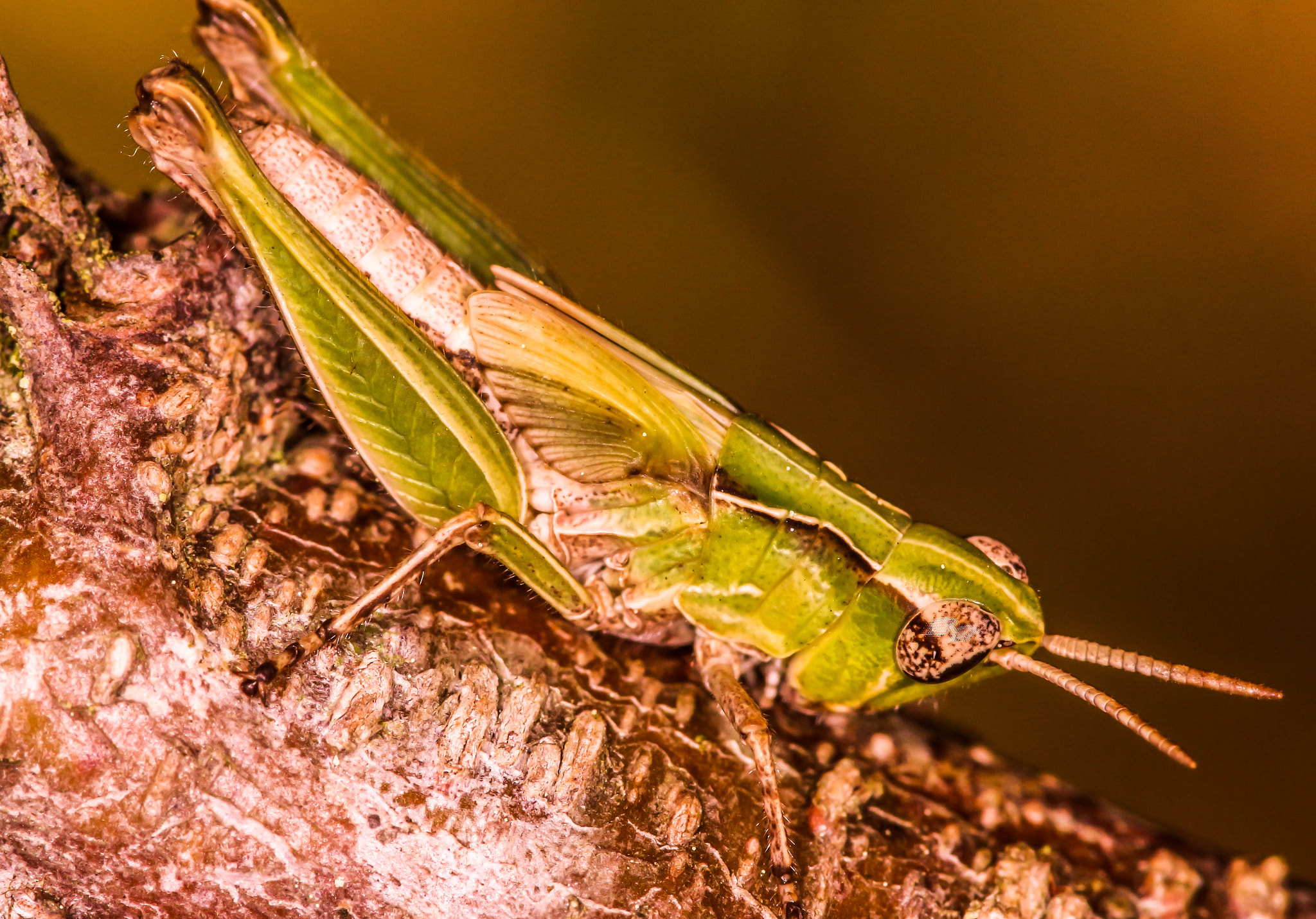 Sigma 105mm F2.8 EX DG OS HSM sample photo. Cricket photography