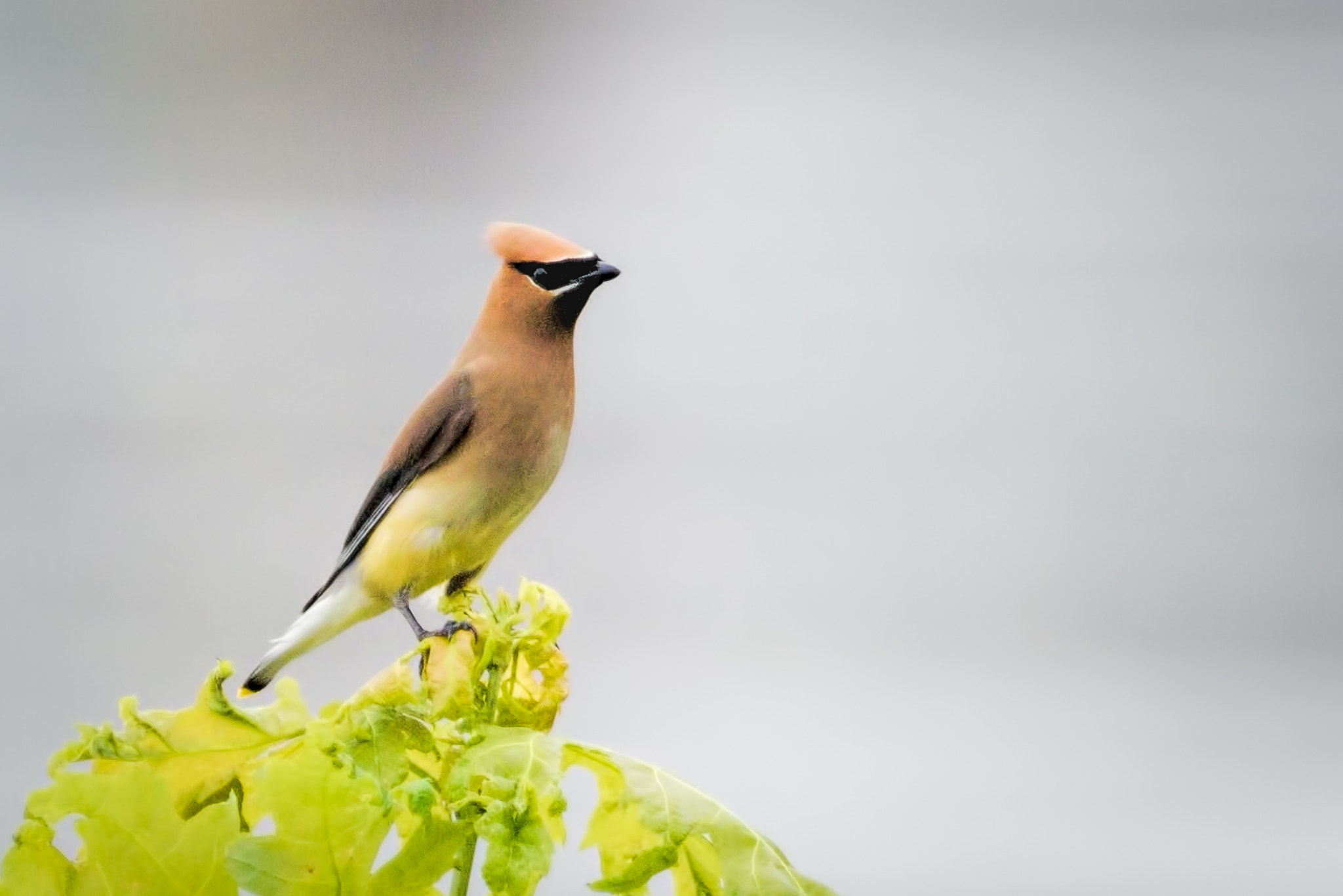 Canon EOS 750D (EOS Rebel T6i / EOS Kiss X8i) + Canon EF 100-400mm F4.5-5.6L IS USM sample photo. Cedar waxwing photography