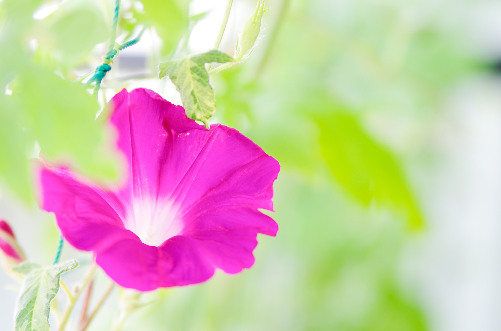 Tamron AF 28-75mm F2.8 XR Di LD Aspherical (IF) sample photo