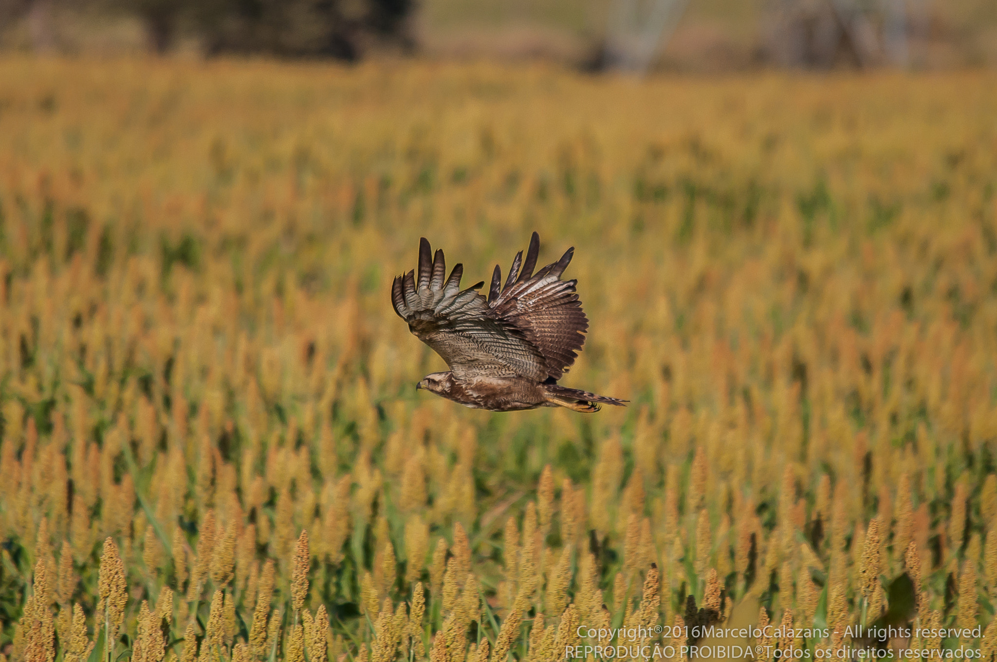 Sigma 150-500mm F5-6.3 DG OS HSM sample photo. Savanna hawk photography