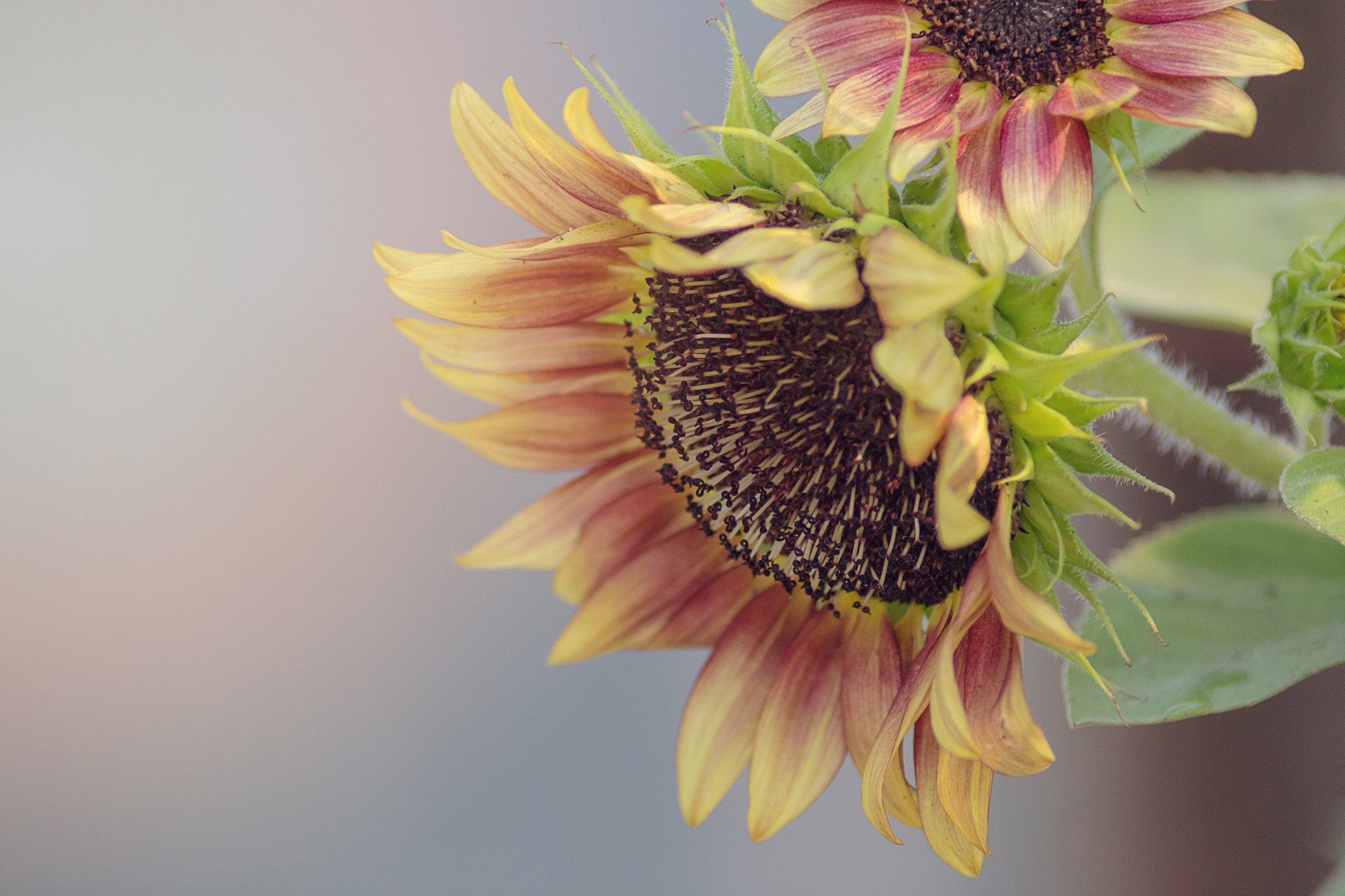 Canon EF 200mm f/2.8L II + 2x sample photo. Sunflower glow photography