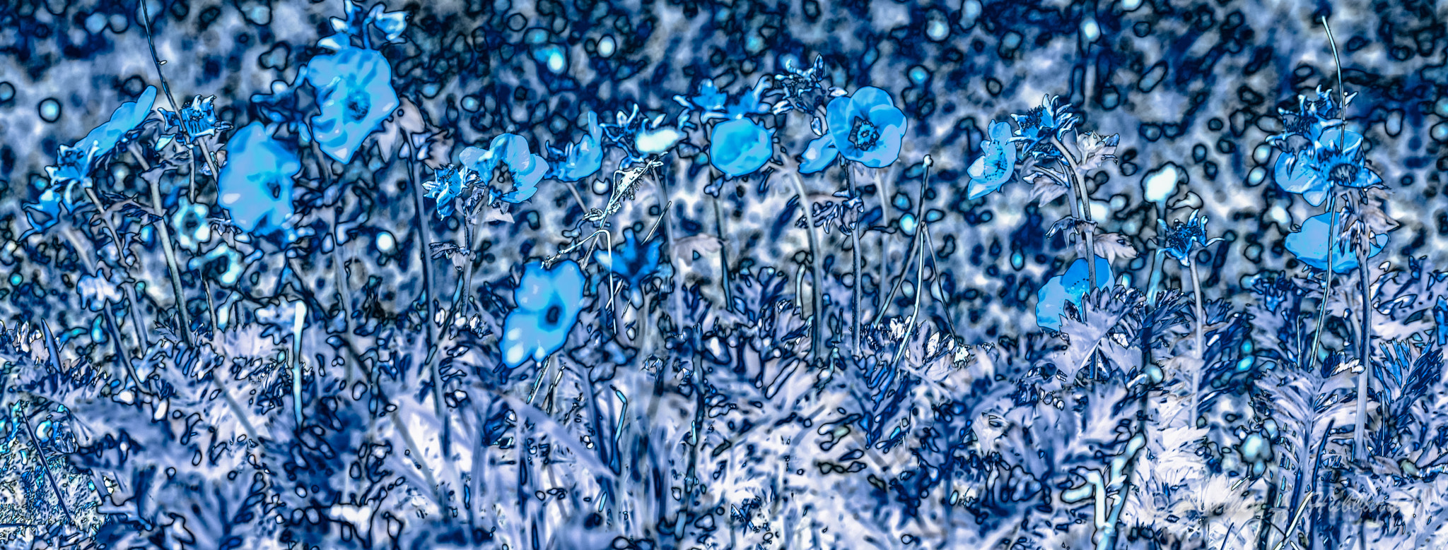 Sigma 70-300mm F4-5.6 APO DG Macro sample photo. Glacier flowers photography