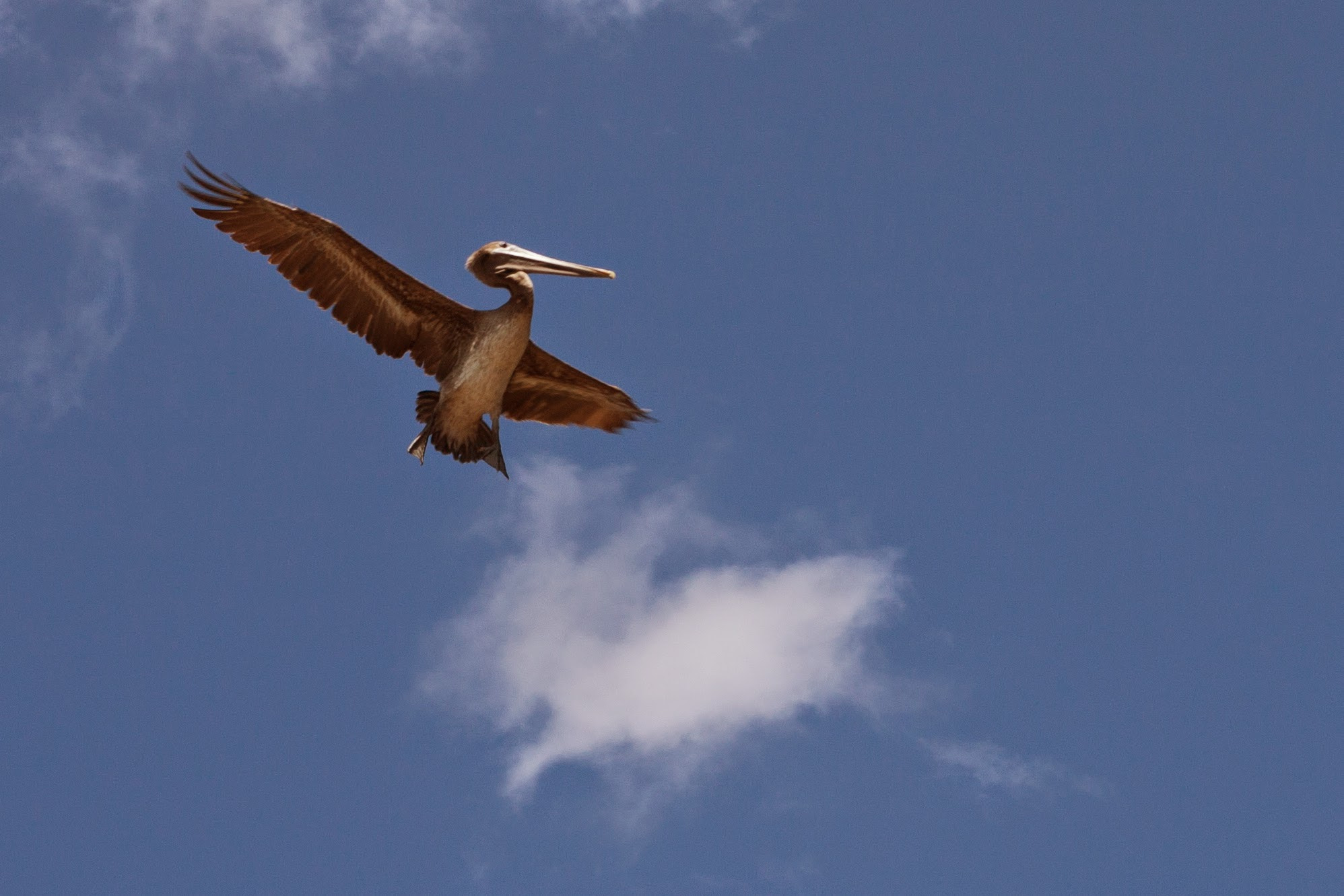 Tamron SP AF 17-50mm F2.8 XR Di II LD Aspherical (IF) sample photo. Wingspan photography