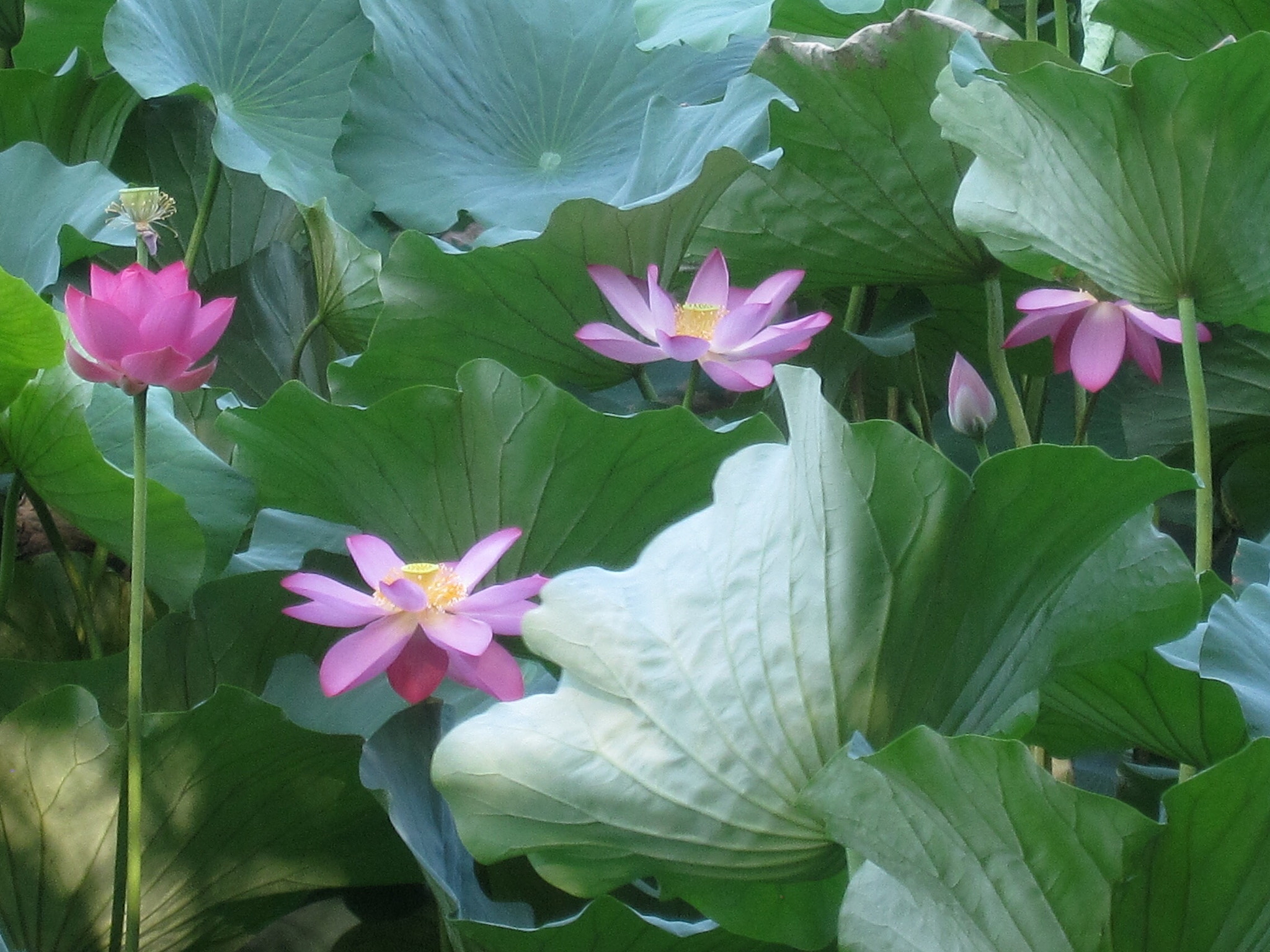 Canon PowerShot SD880 IS (Digital IXUS 870 IS / IXY Digital 920 IS) sample photo. Lotus pool 荷塘 photography