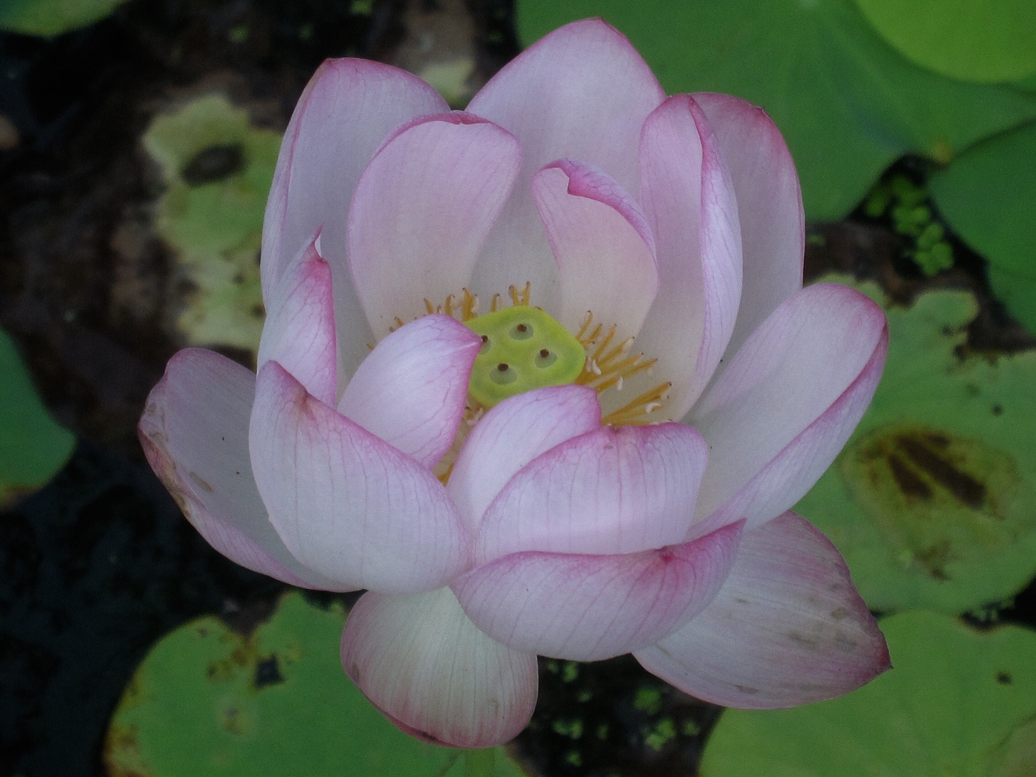 Canon PowerShot SD880 IS (Digital IXUS 870 IS / IXY Digital 920 IS) sample photo. Water lily 莲花 photography