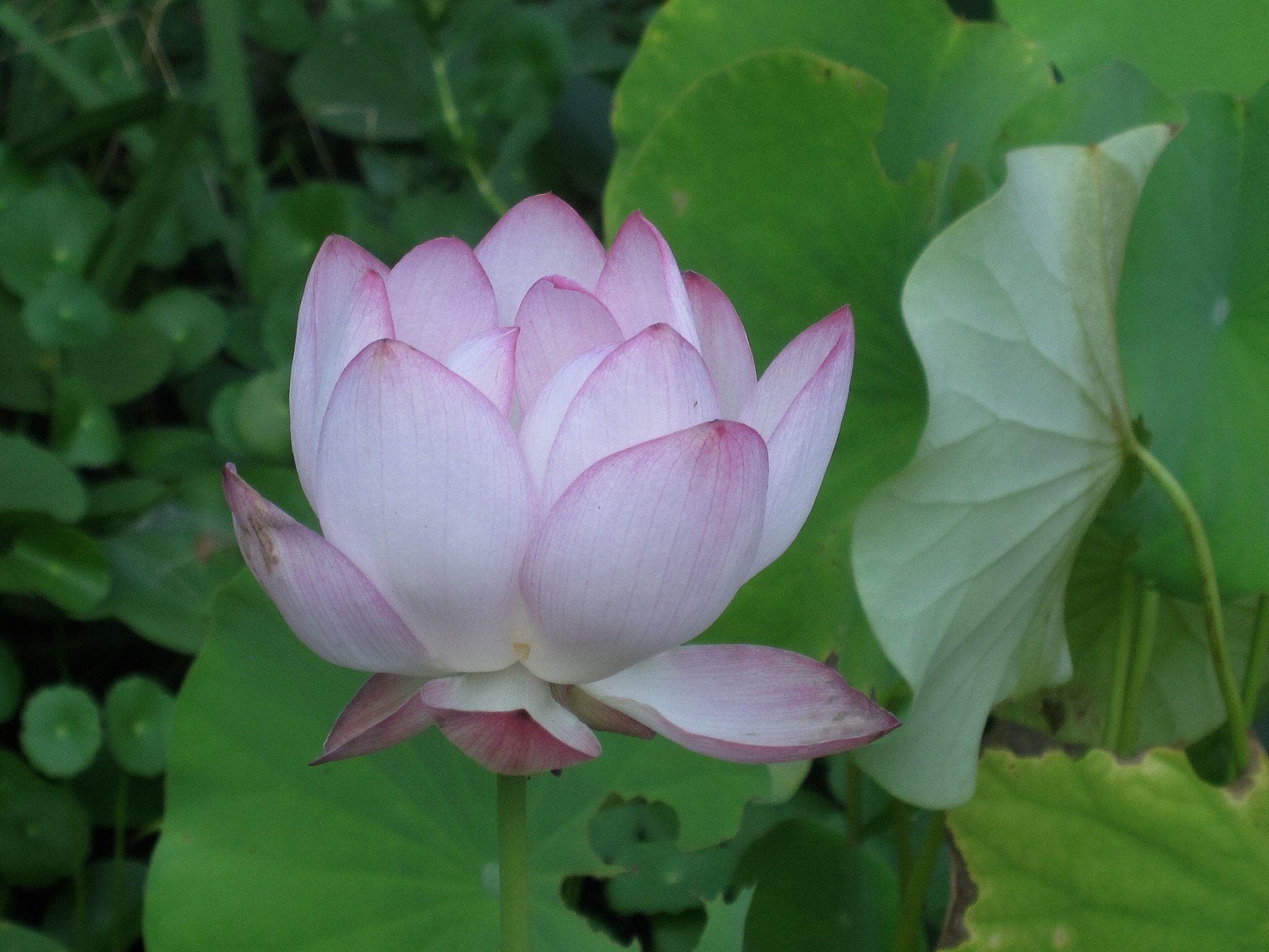Canon PowerShot SD880 IS (Digital IXUS 870 IS / IXY Digital 920 IS) sample photo. Water lily 莲花 photography