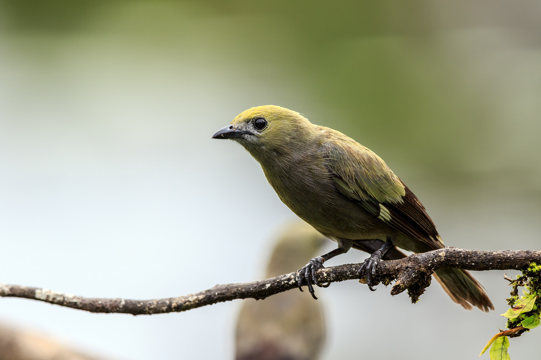 Canon EF 600mm f/4L IS sample photo. Thraupis palmarm photography