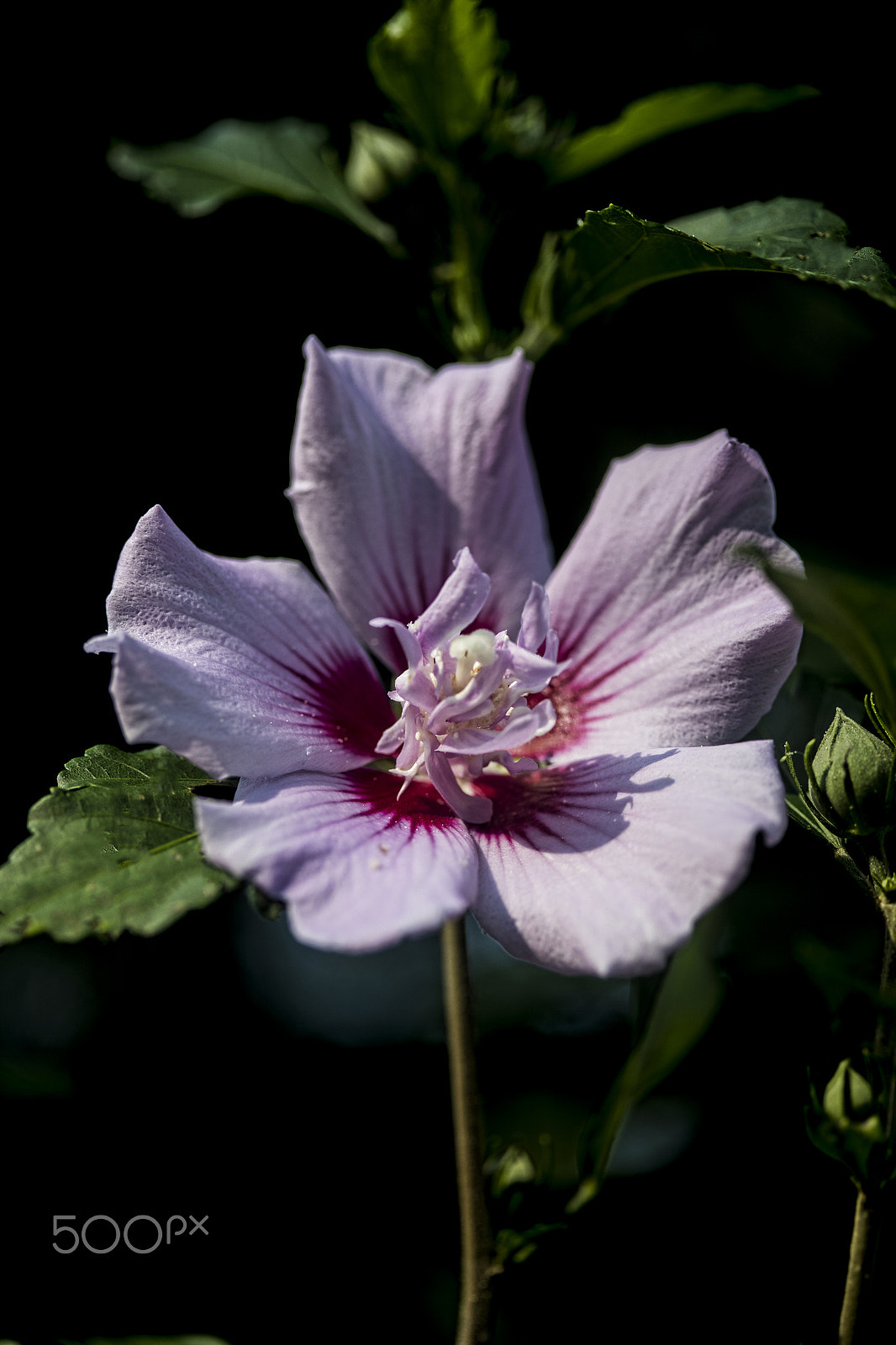 Canon EF 100mm F2.8 Macro USM sample photo. Rose of sharon photography