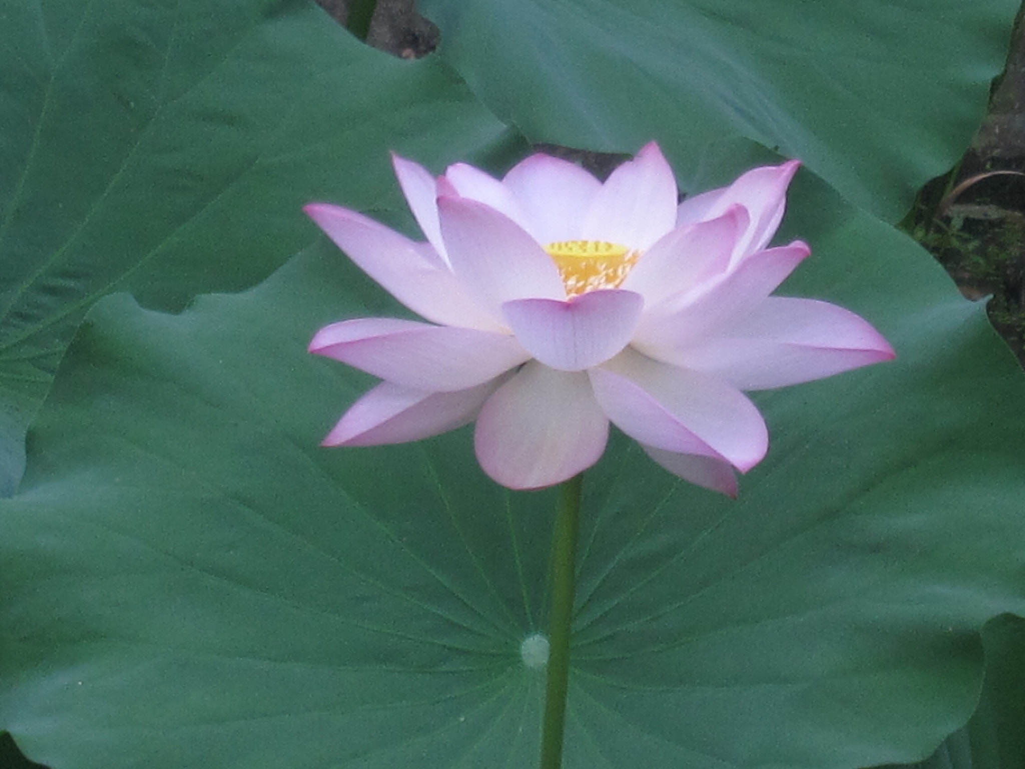 Canon PowerShot SD880 IS (Digital IXUS 870 IS / IXY Digital 920 IS) sample photo. Lotus 荷花 photography