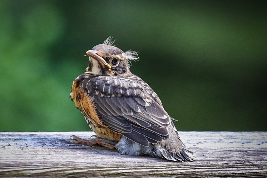 Canon EOS 80D + Canon EF 70-200mm F4L USM sample photo. Ready for his first flight photography