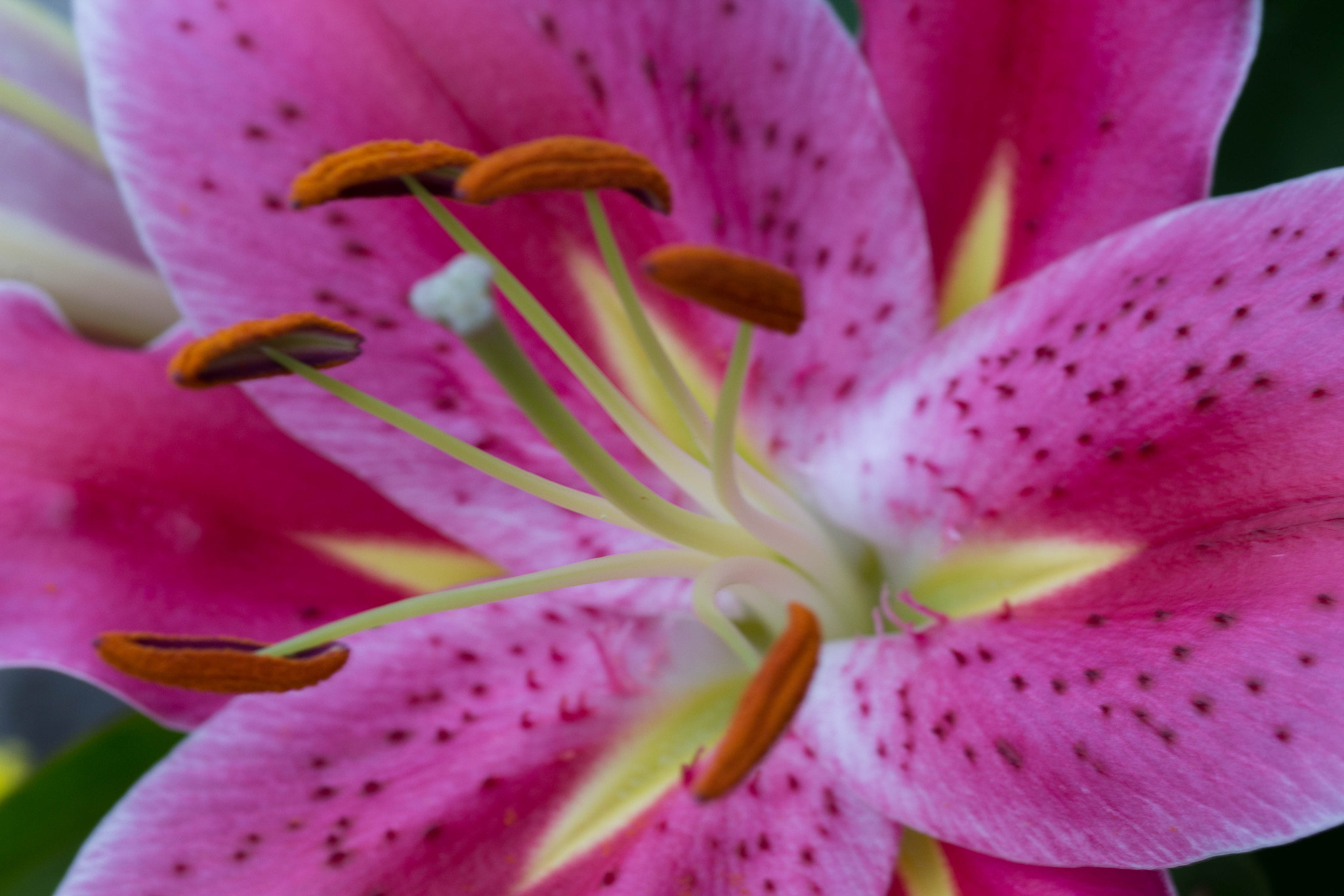 Sigma 105mm F2.8 EX DG OS HSM sample photo. Flower photography