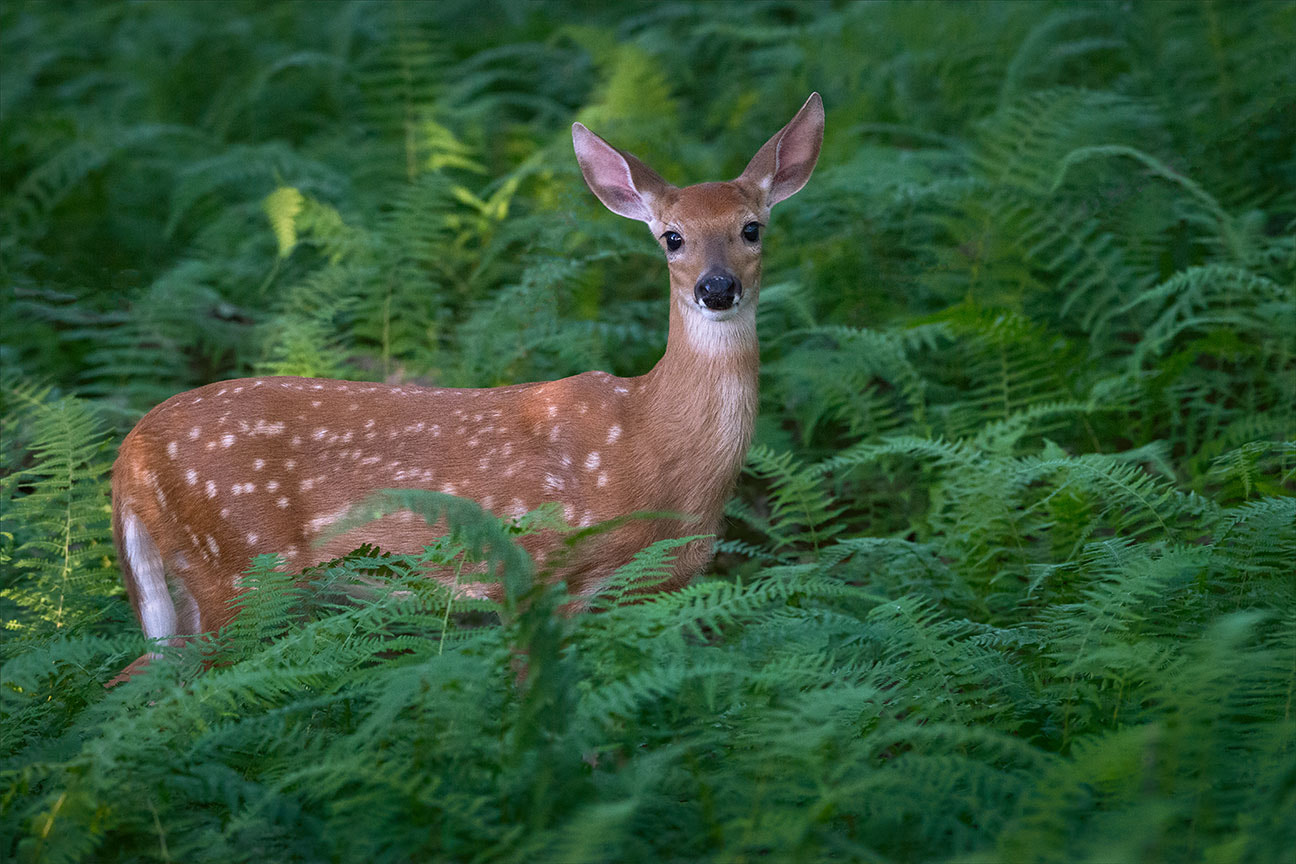 Nikon AF-S Nikkor 200-500mm F5.6E ED VR sample photo. Fawn and ferns photography