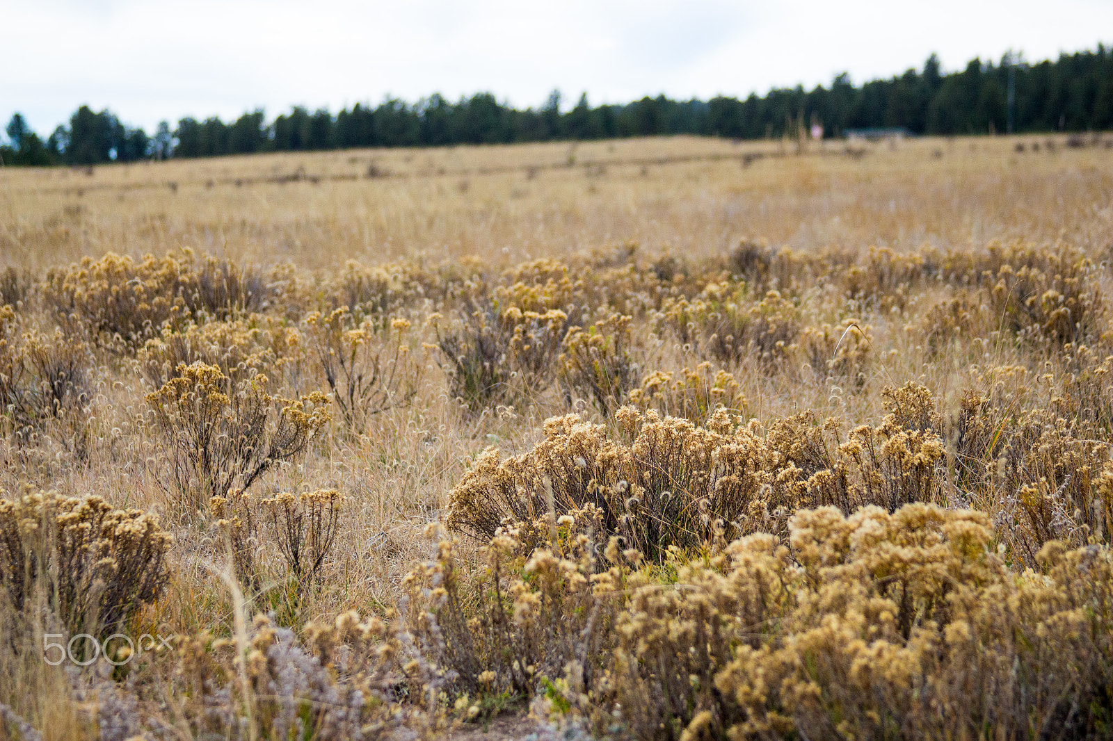 Canon EF 28-135mm F3.5-5.6 IS USM sample photo. Golden field photography