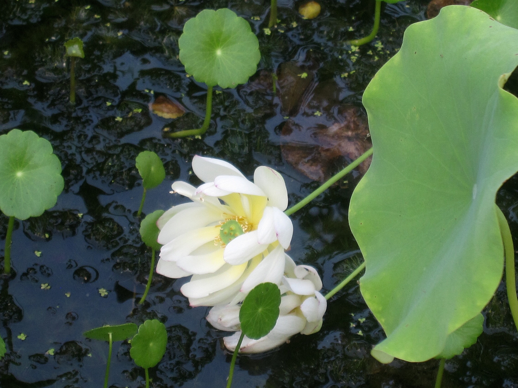 Canon PowerShot SD880 IS (Digital IXUS 870 IS / IXY Digital 920 IS) sample photo. Fallen flowers 衰败的莲花 photography