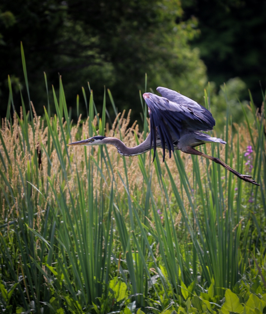 Canon EOS 80D + Canon EF 70-200mm F4L USM sample photo. Untitled photography