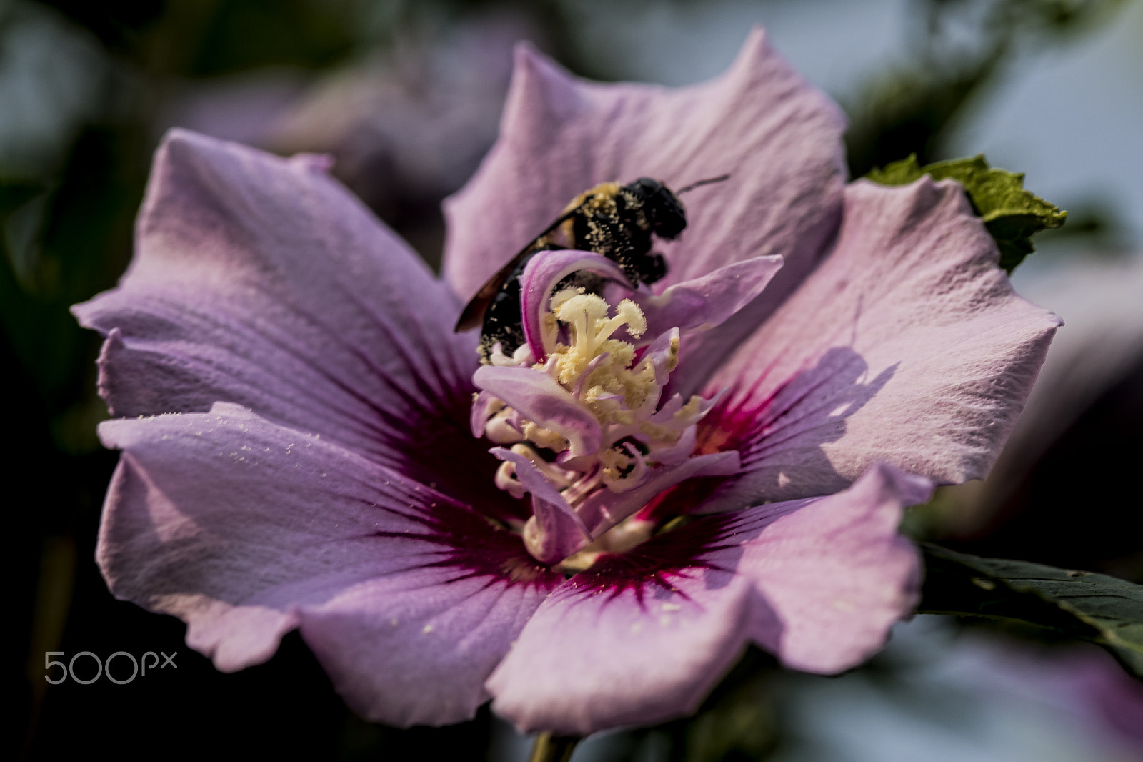 Canon EF 100mm F2.8 Macro USM sample photo. Rose of sharon 10275t photography