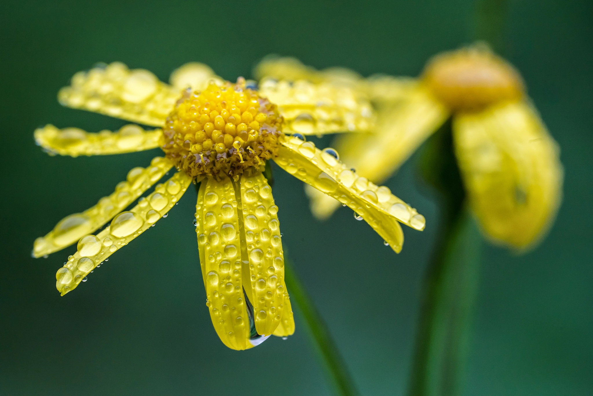 Sony a7S II + Sony FE 90mm F2.8 Macro G OSS sample photo. Beauty of nature photography