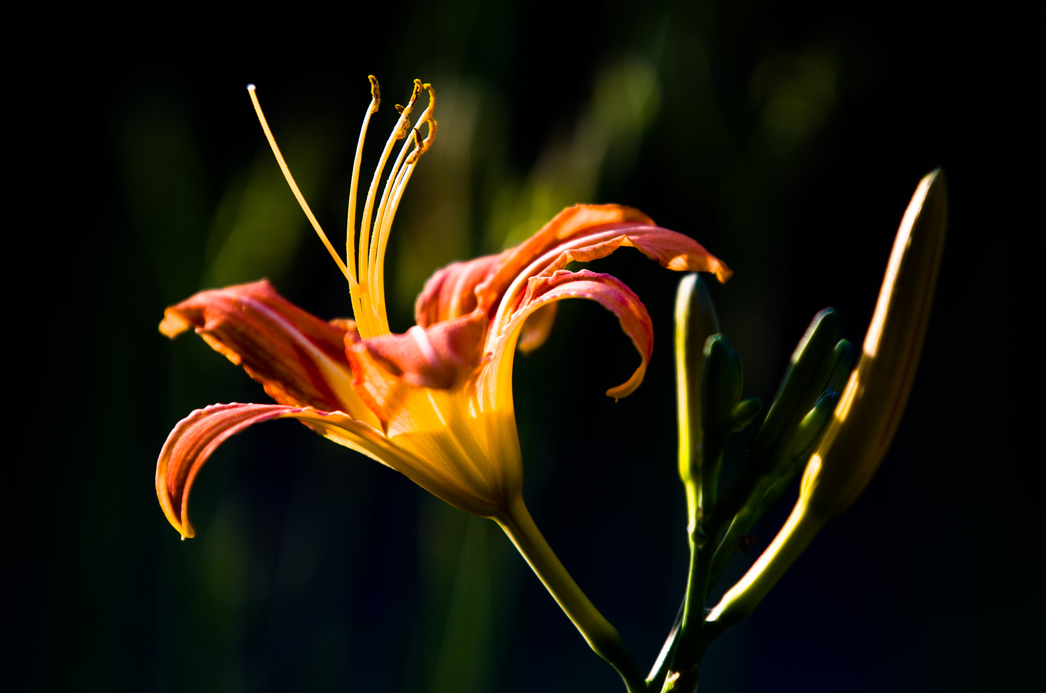 AF-S Zoom-Nikkor 80-200mm f/2.8D IF-ED sample photo. Flower photography