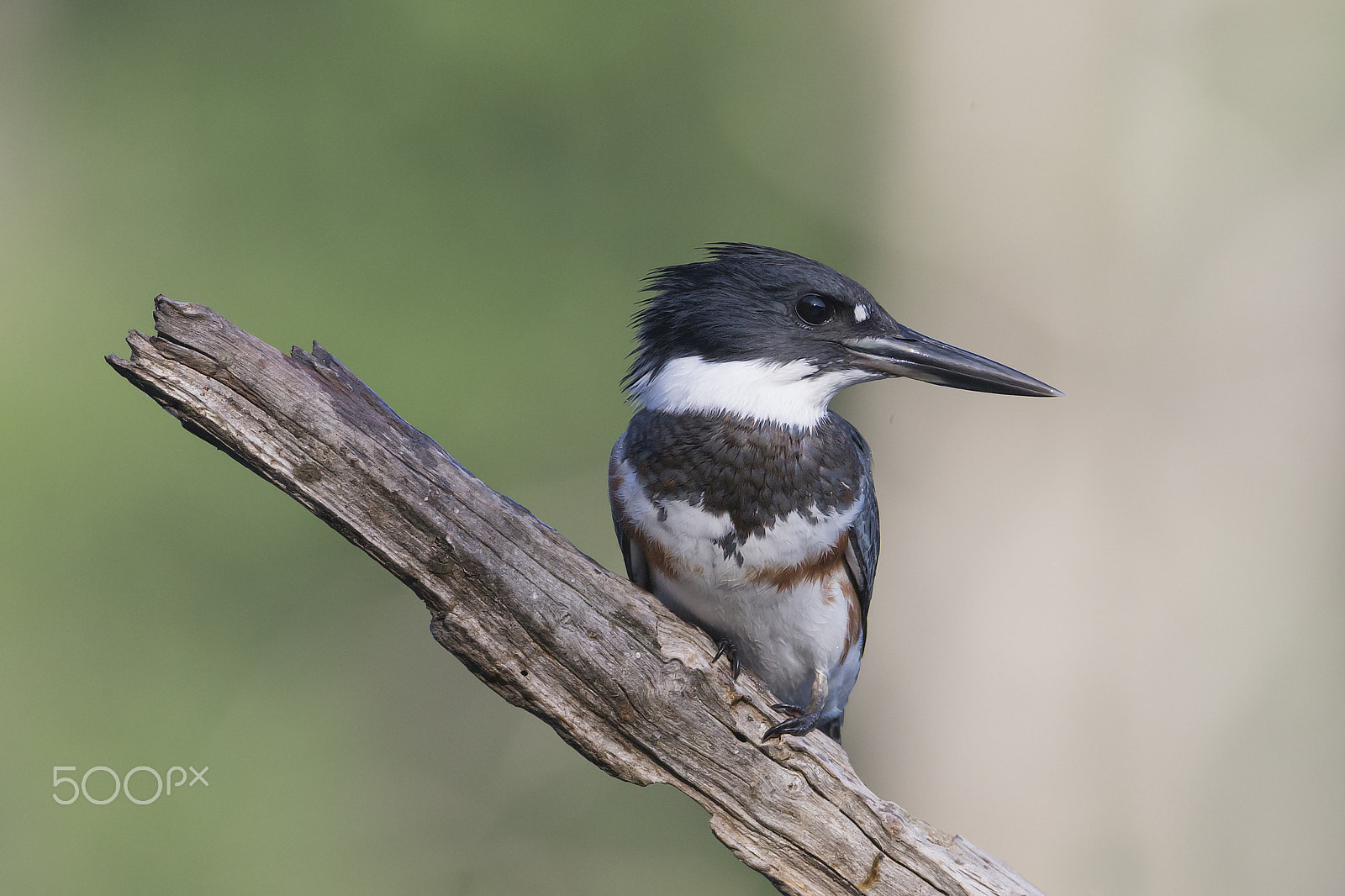Canon EF 600mm F4L IS USM sample photo. Belted kingfisher, female photography