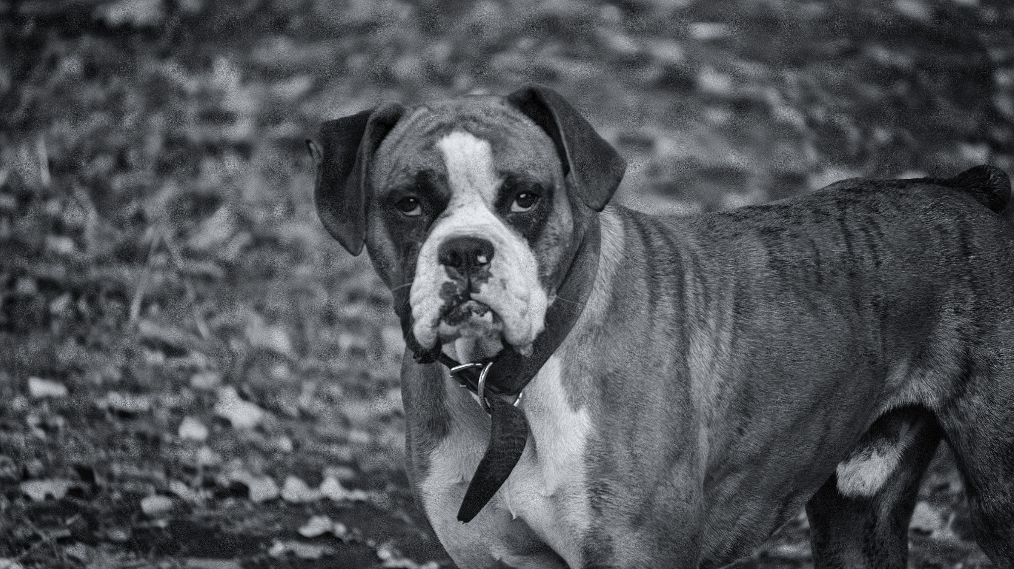 Sony Alpha a3500 sample photo. Huarincho black & white photography