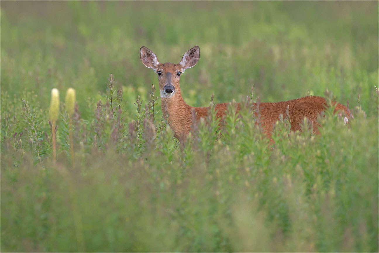Nikon AF-S Nikkor 200-500mm F5.6E ED VR sample photo. Waiting in wild flowers photography