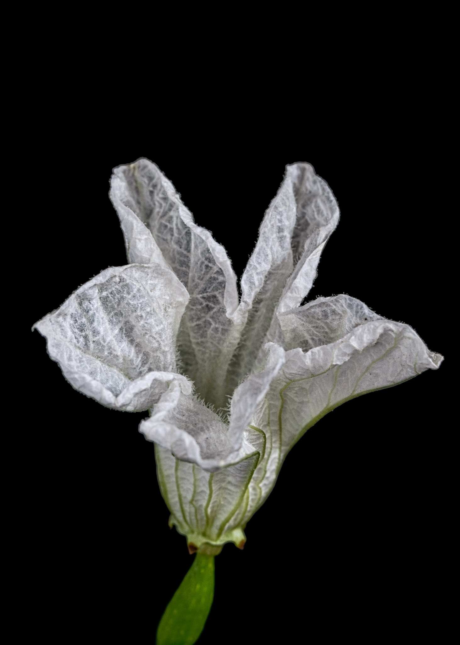 Nikon D40X sample photo. White flower photography